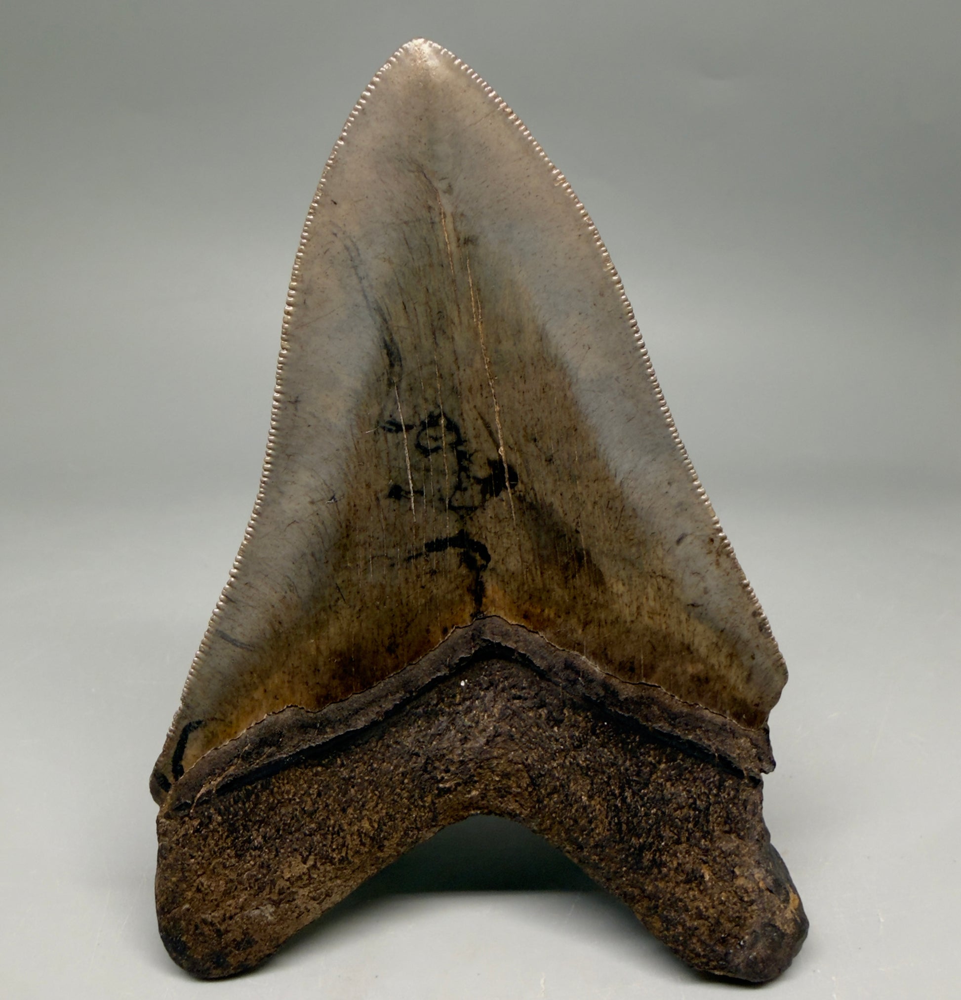 Back View Colorful, sharply serrated 4.65" Fossil Megalodon Tooth from Georgia, USA megalodonteeth.com CM6532