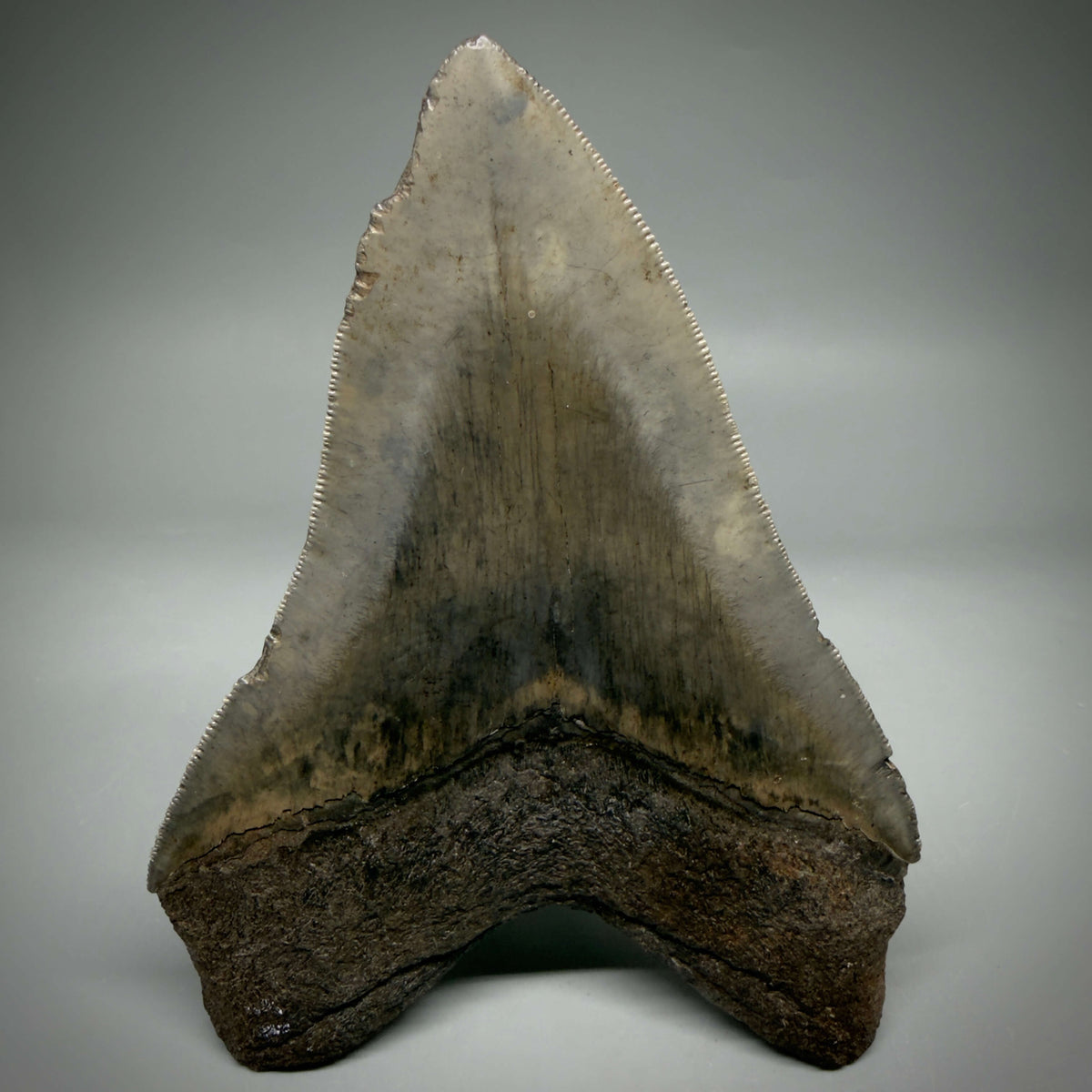 Back View Colorful, sharply serrated 5.35" Fossil Megalodon Tooth from Georgia, USA megalodonteeth.com CM6708