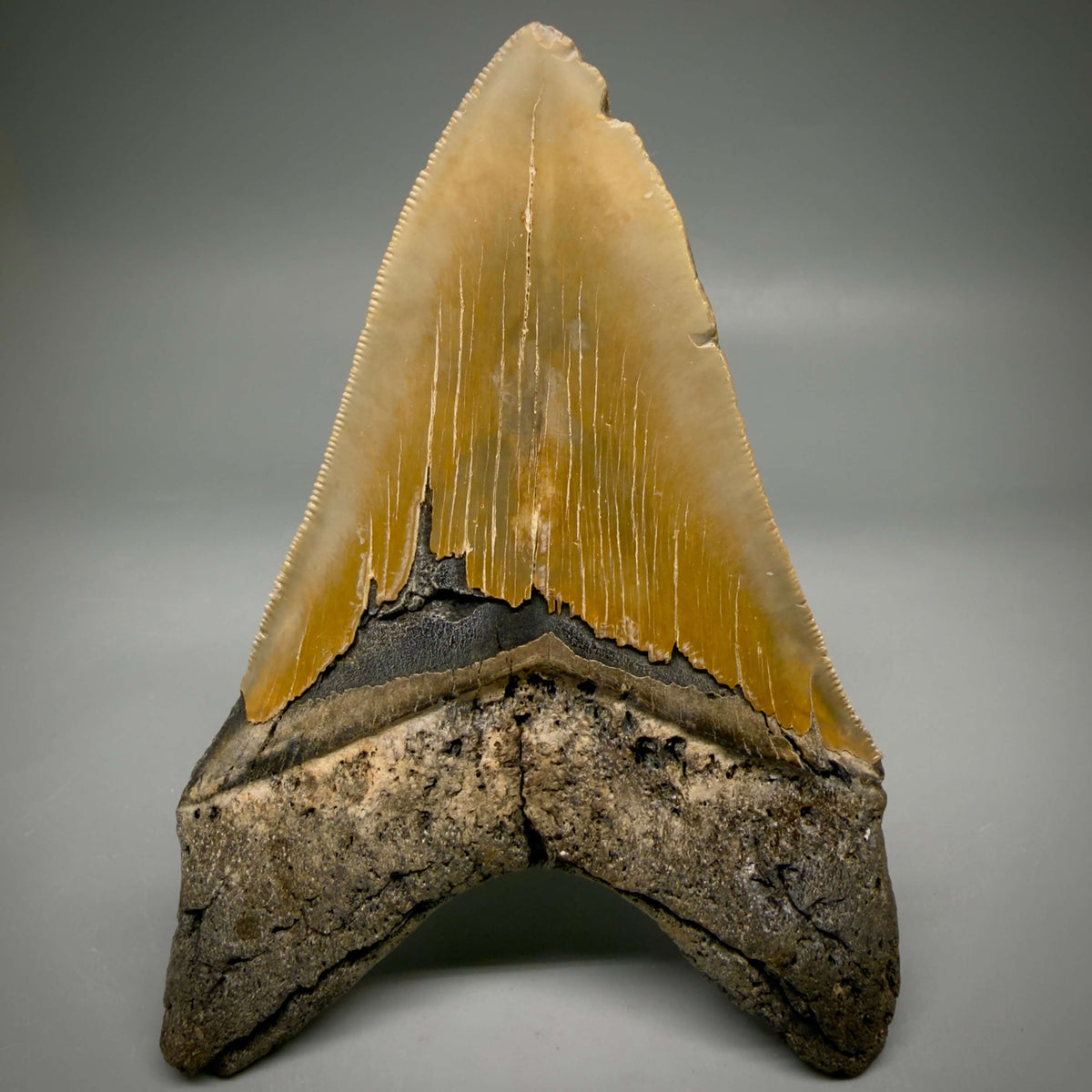 Back View Colorful, sharply serrated Lower 5.18" Authentic Megalodon Tooth – North Carolina Fossil | Carcharocles megalodon megalodonteeth.com CM6700