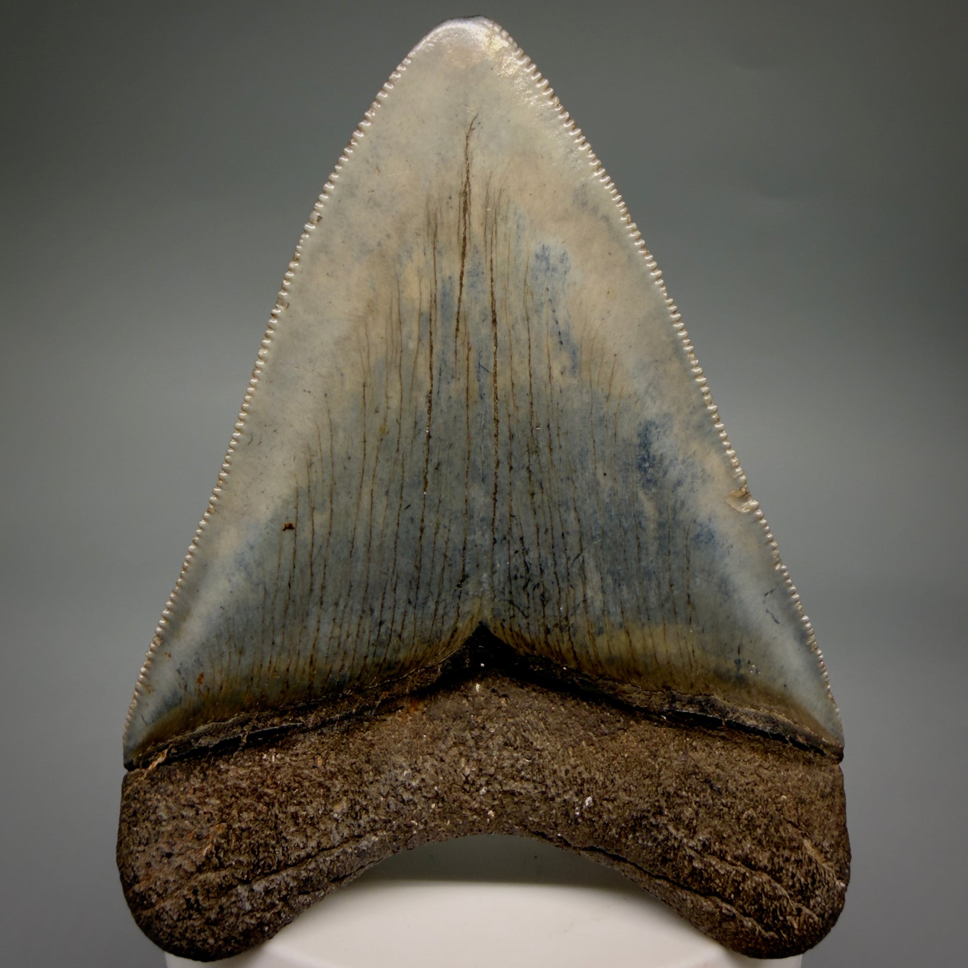 Back View Colorful, sharply serrated, heart-shaped 3.41" Fossil Megalodon Tooth from Georgia, USA megalodonteeth.com CM6527