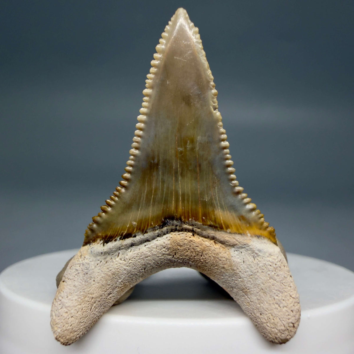 Back View Colorful, sharply serrated lower 1.59" Fossil Great White Tooth from Sarasota, Florida megalodonteeth.com GW1381