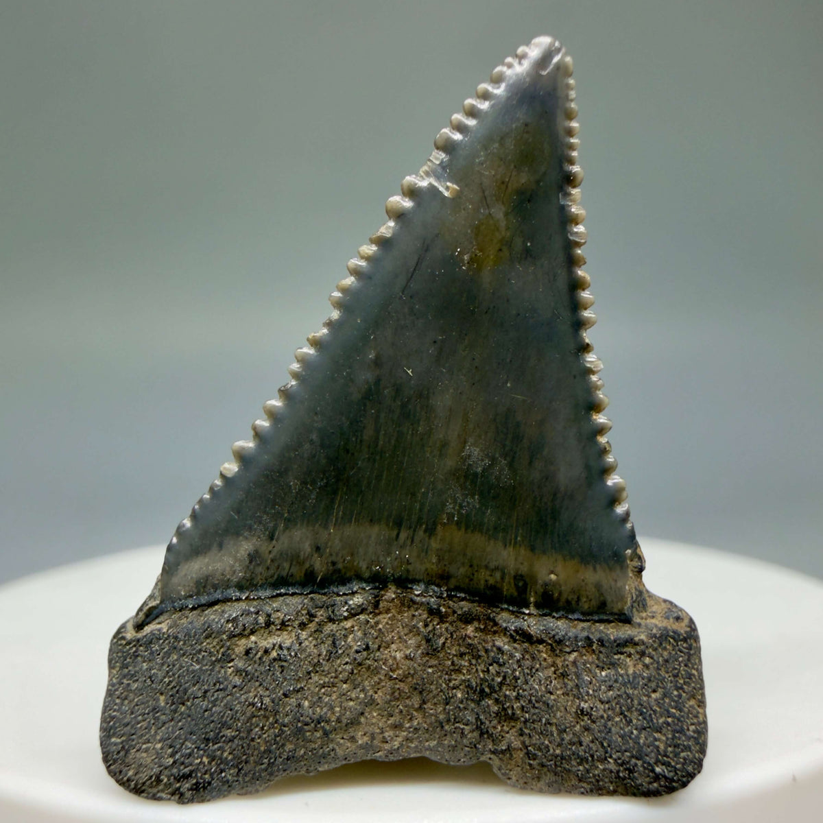 Back View Dark colors 1.35" Fossil Great White Shark Tooth - South Carolina megalodonteeth.com GW1400