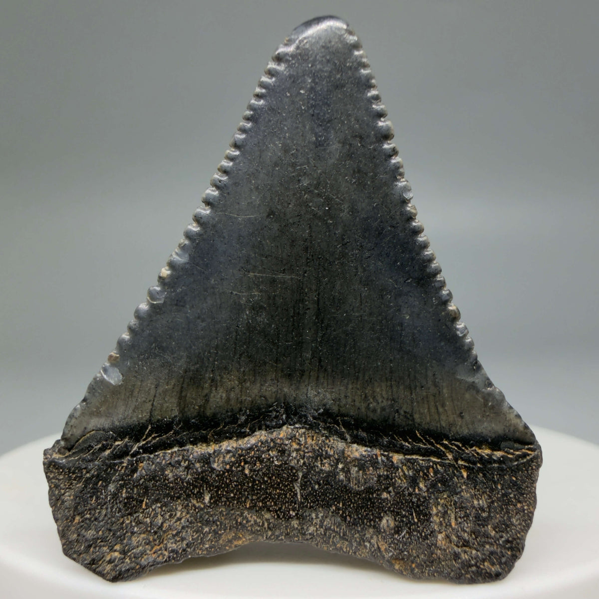 Back View Dark colors 1.47" Fossil Great White Shark Tooth - South Carolina megalodonteeth.com GW1385