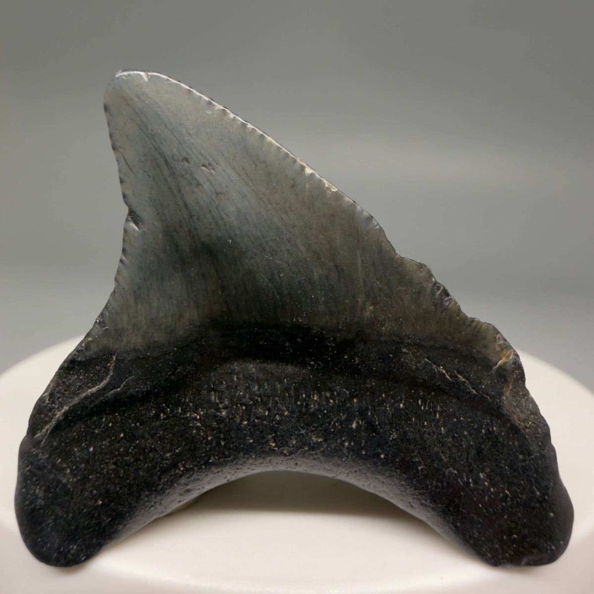 Back View Dark colors 1.67" Fossil Megalodon Tooth – South Carolina River Find | Authentic megalodonteeth.com CM6680