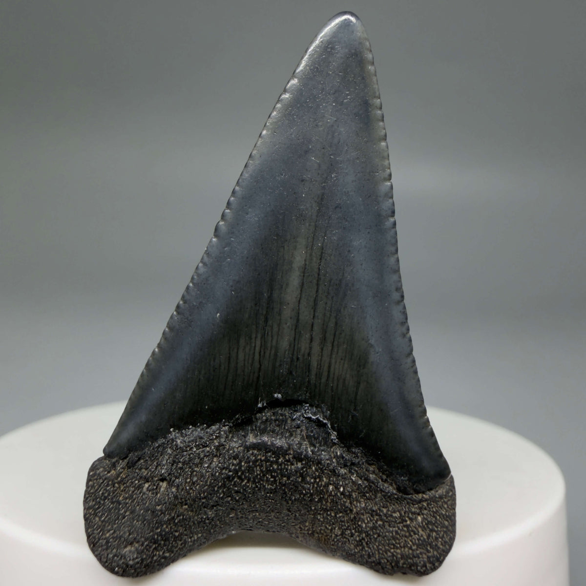 Back View Dark colors 1.72" Fossil Great White Shark Tooth - South Carolina megalodonteeth.com GW1387
