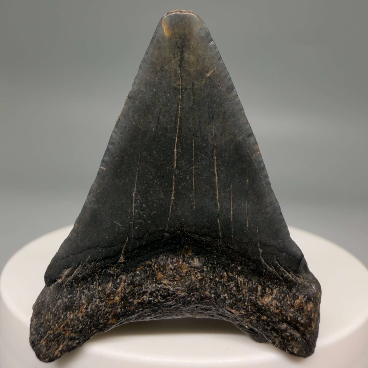 Back View Dark colors 1.77" Colorful Fossil Megalodon Tooth – South Carolina River Find | Authentic megalodonteeth.com CM6682