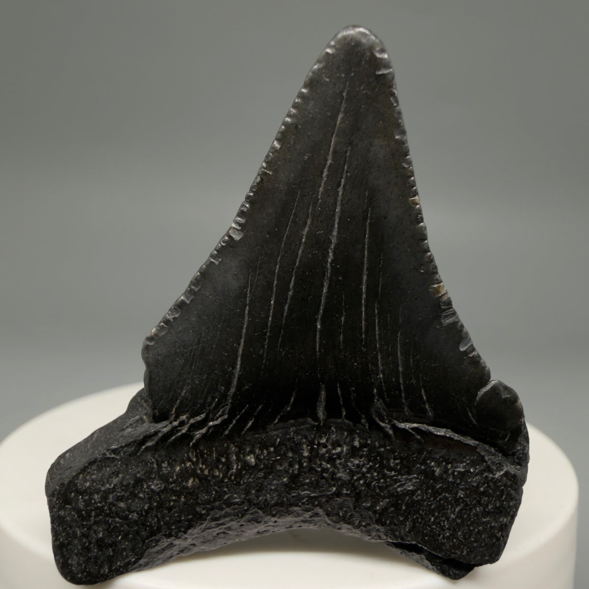Back View Dark colors 1.82" Colorful Fossil Megalodon Tooth – South Carolina River Find | Authentic megalodonteeth.com CM6725 