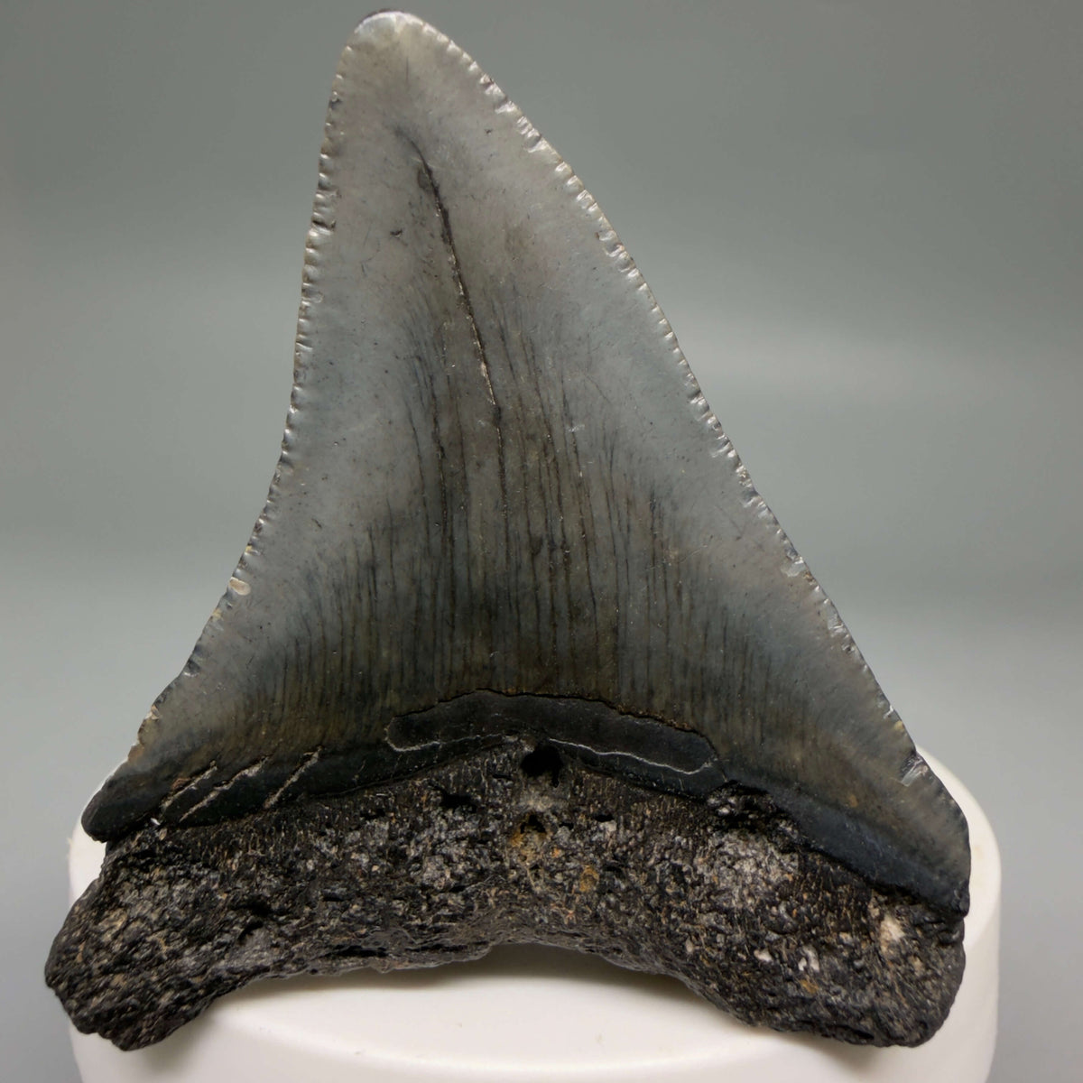 Back View Dark colors 2.33" Colorful Fossil Megalodon Tooth – South Carolina River Find | Authentic megalodonteeth.com CM6695