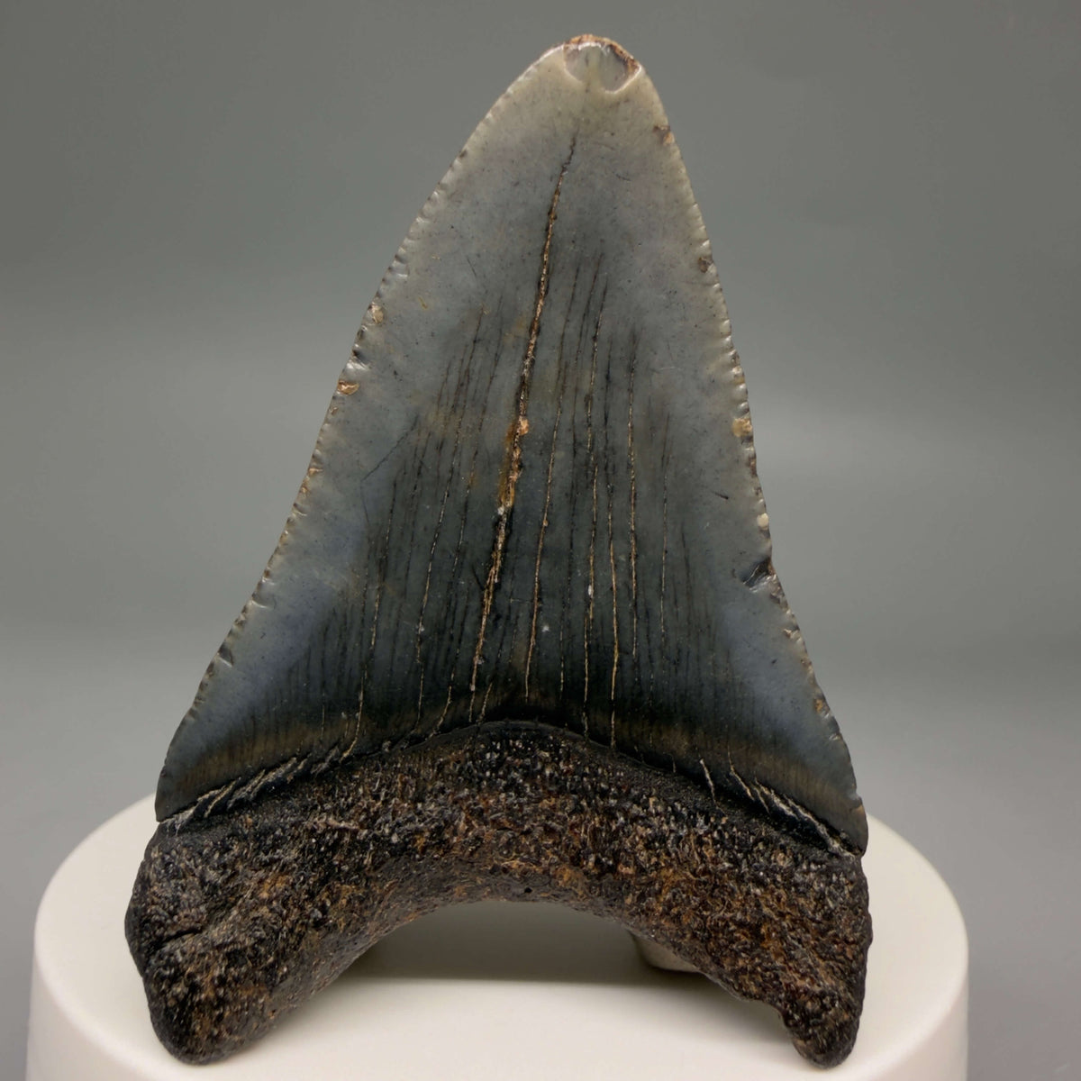 Back View Dark colors 2.37" Fossil Megalodon Tooth – South Carolina River Find | Authentic megalodonteeth.com CM6690
