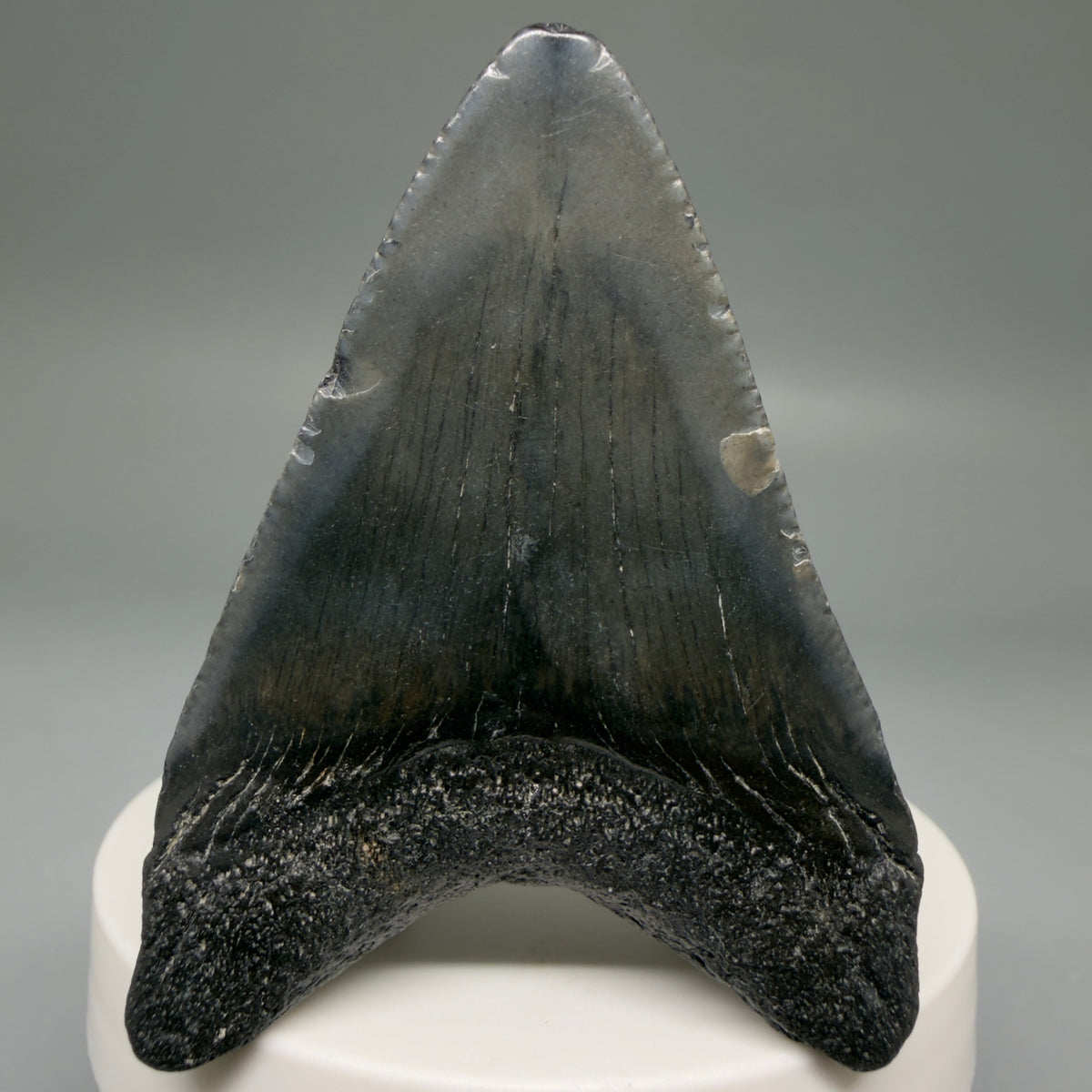 Back View Dark colors 2.46" Colorful Fossil Megalodon Tooth – South Carolina River Find | Authentic megalodonteeth.com CM6737