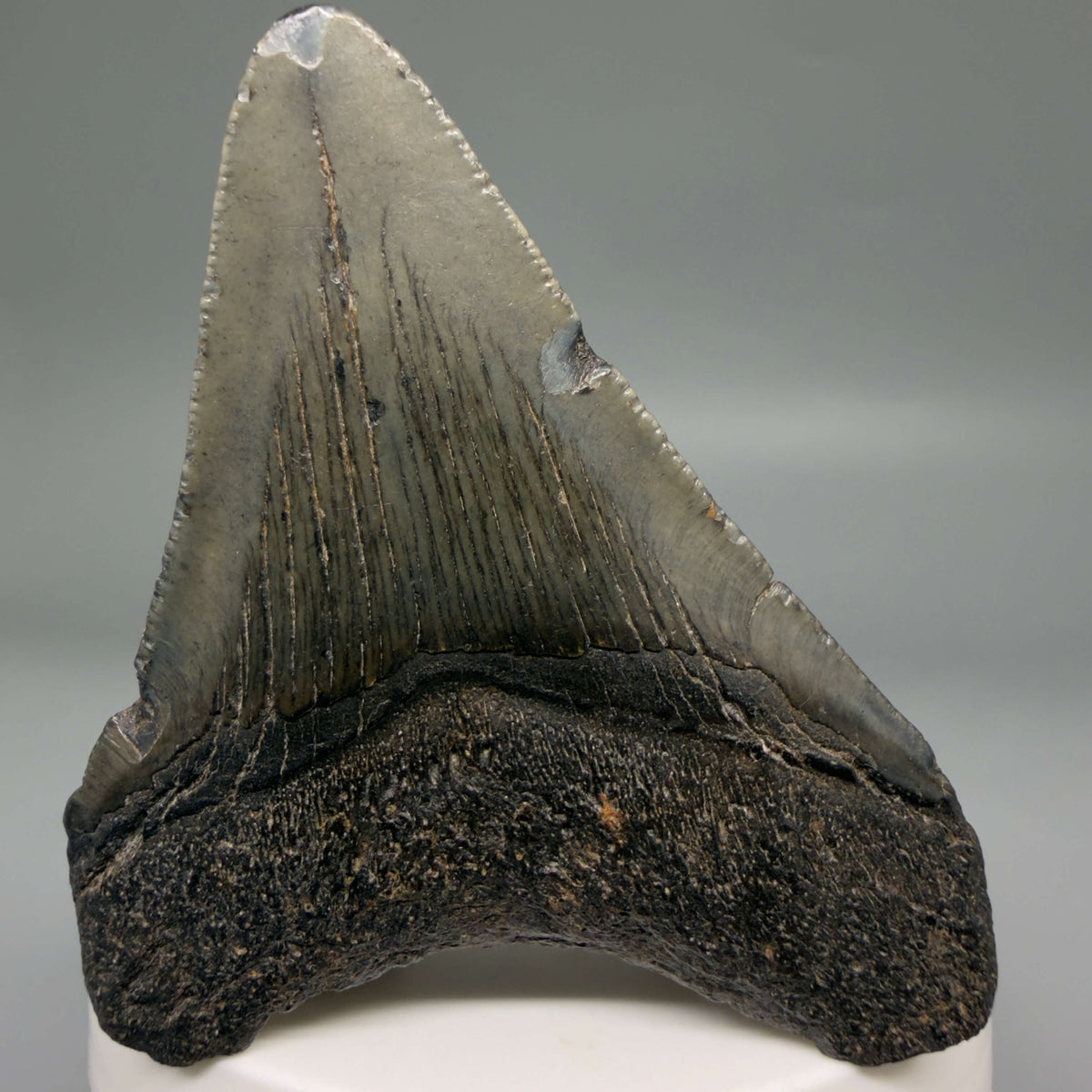 Back View Dark colors 2.66" Colorful Fossil Megalodon Tooth – South Carolina River Find | Authentic megalodonteeth.com CM6696