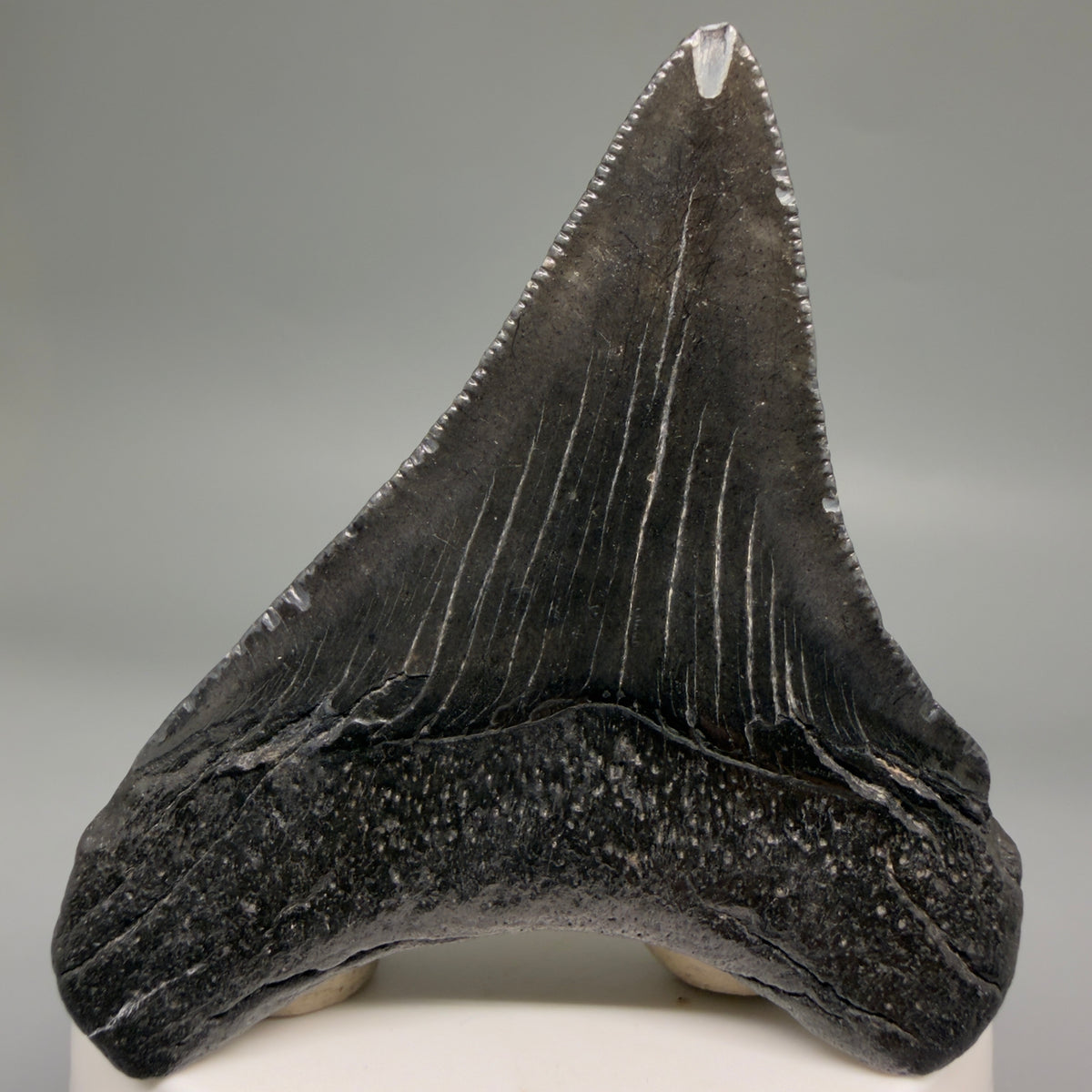 Back View Dark colors 2.74" Colorful Fossil Megalodon Tooth – South Carolina River Find | Authentic megalodonteeth.com CM6697