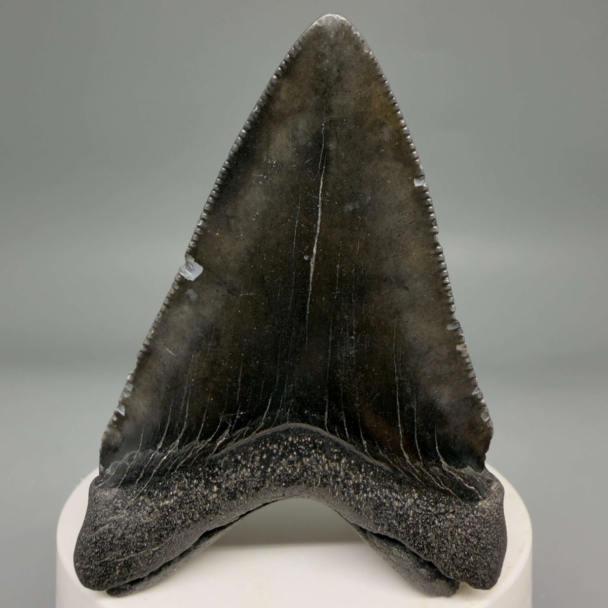 Back View Dark colors 2.74" Colorful Fossil Megalodon Tooth – South Carolina River Find | Authentic megalodonteeth.com CM6698