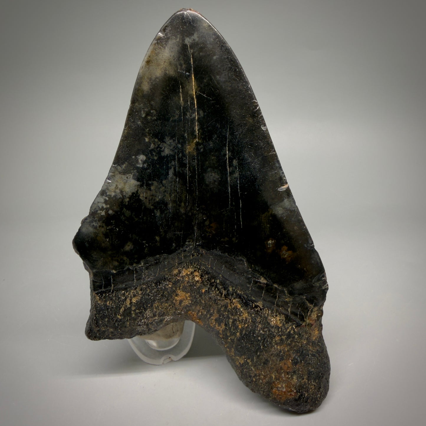 Back View Dark colors 5.79" Authentic Megalodon Tooth – North Carolina Fossil | Carcharocles megalodon megalodonteeth.com CM6612