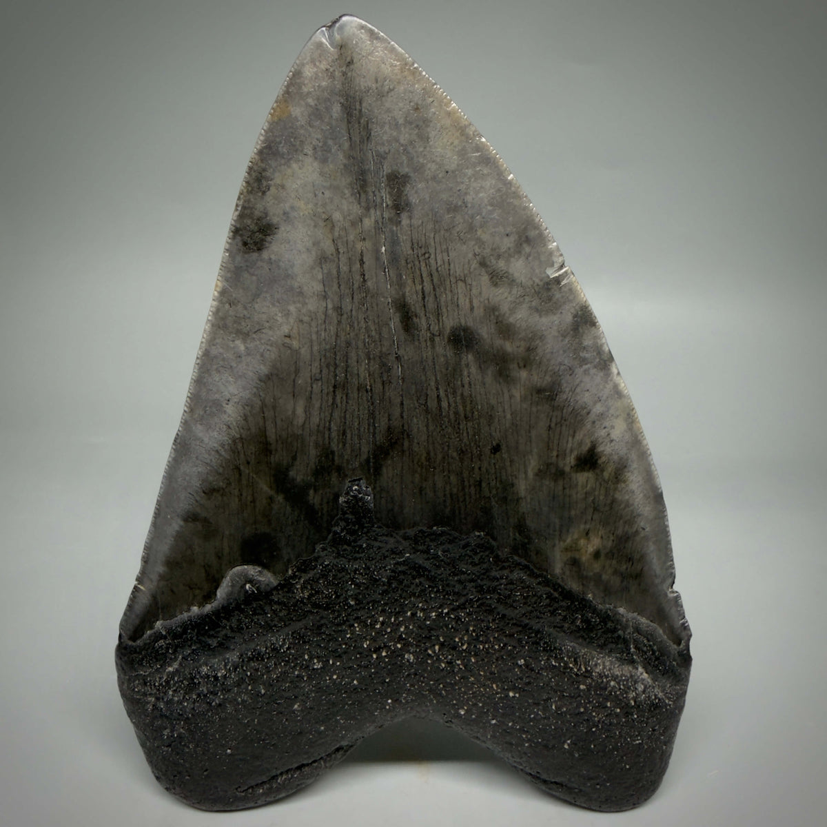 Back View Dark colors, heart-shaped 5.78" Fossil Megalodon Shark Tooth - Georgia megalodonteeth.com  CM6709