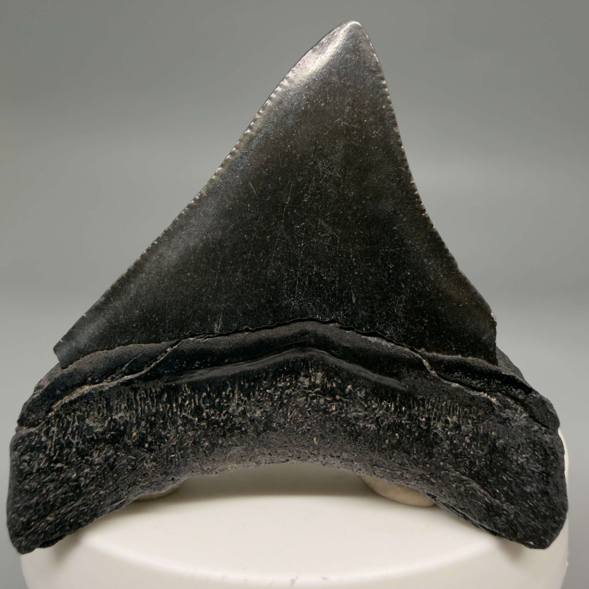 Back View Dark colors, lateral 2.21" Colorful Fossil Megalodon Tooth – South Carolina River Find | Authentic megalodonteeth.com CM6689