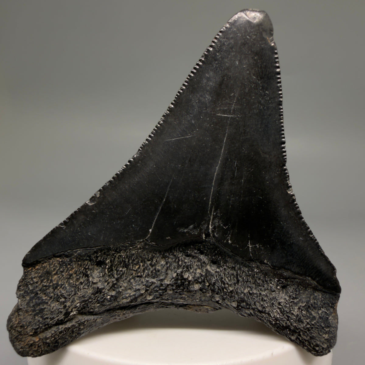Back View Dark colors, serrations 2.72" Megalodon Tooth from South Carolina megalodonteeth.com CM6740