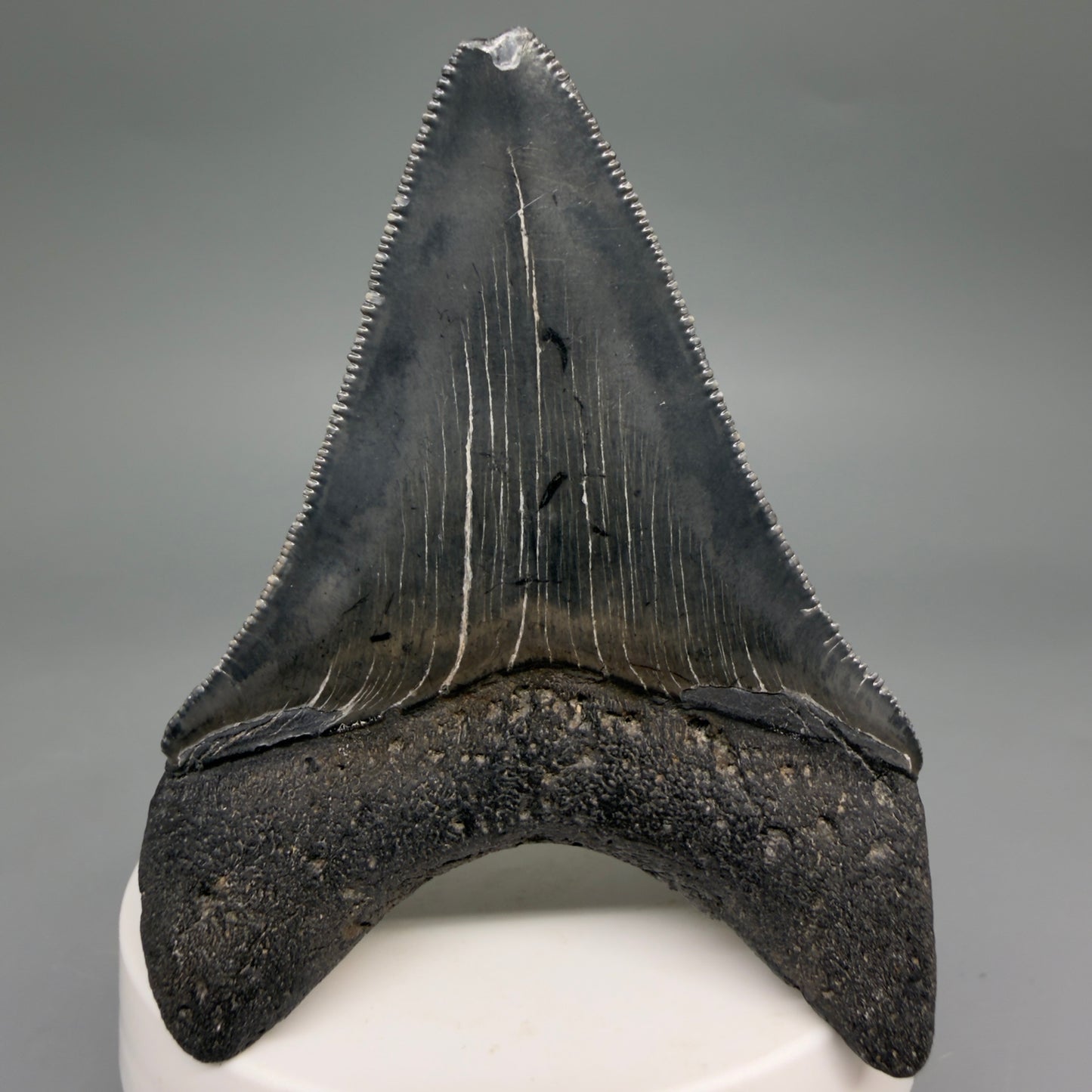 Back View Dark colors, serrations 2.97" Megalodon Tooth from South Carolina megalodonteeth.com CM6556