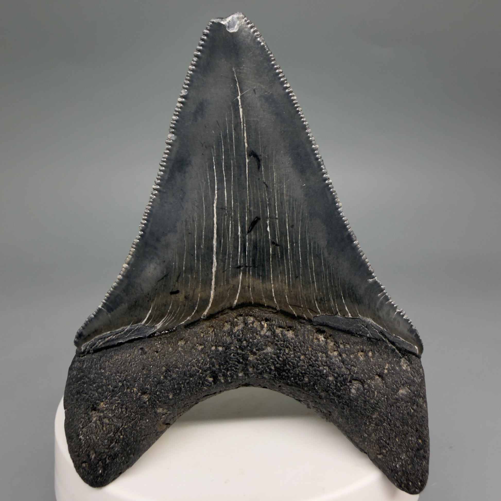 Back View Dark colors, serrations 2.97" Megalodon Tooth from South Carolina megalodonteeth.com CM6556