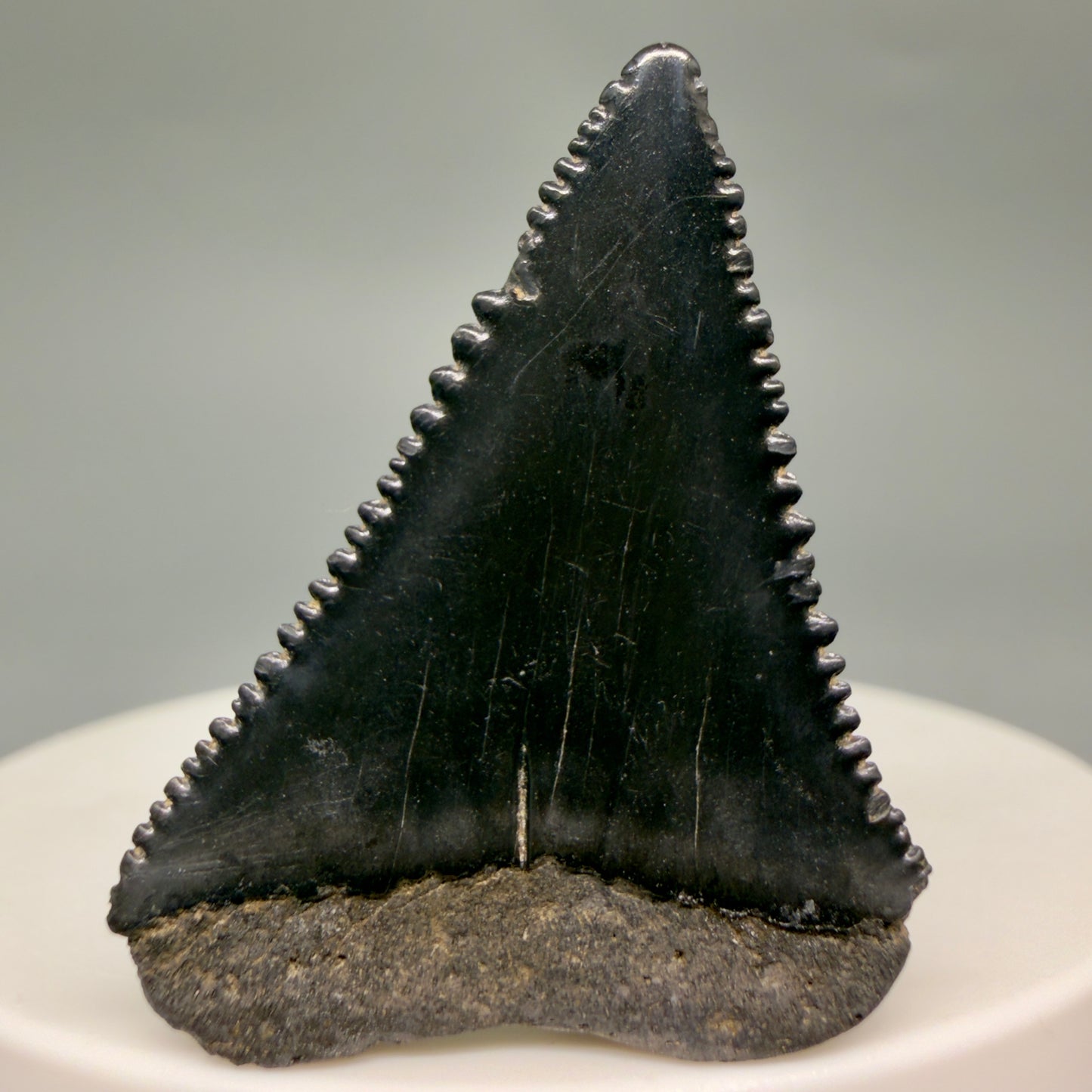 Back View Dark colors, sharply serrated 1.45" Fossil Great White Shark Tooth - South Carolina GW1363