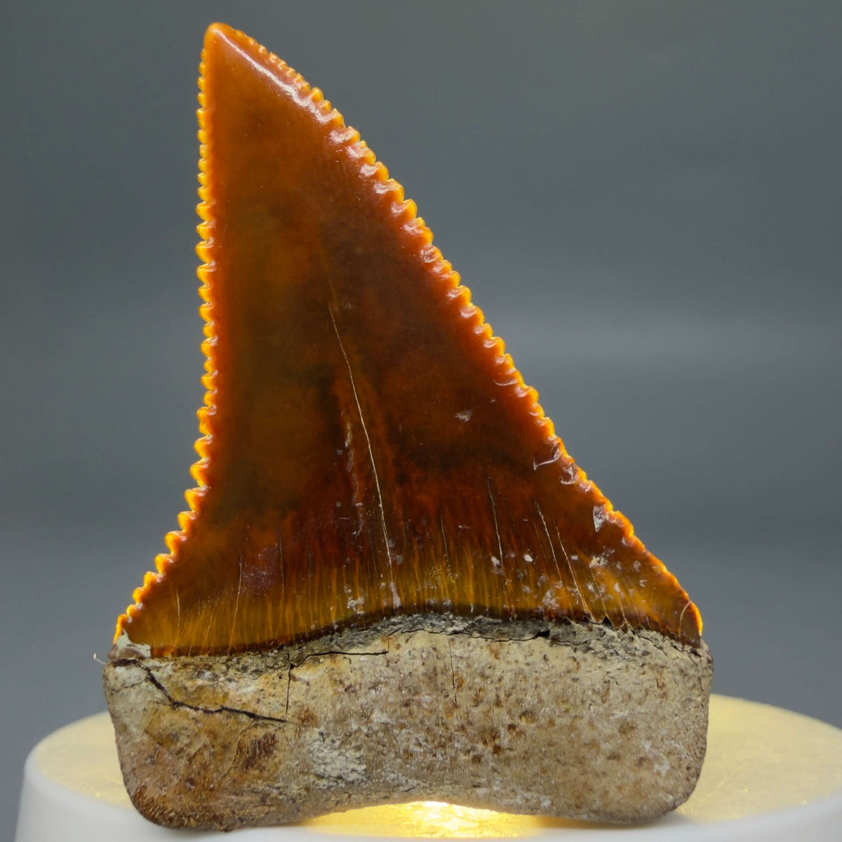 Back View Exquisite Red, serrated 1.96" long Fossil Great White Tooth from the deserts of Peru megalodonteeth.com GW1377