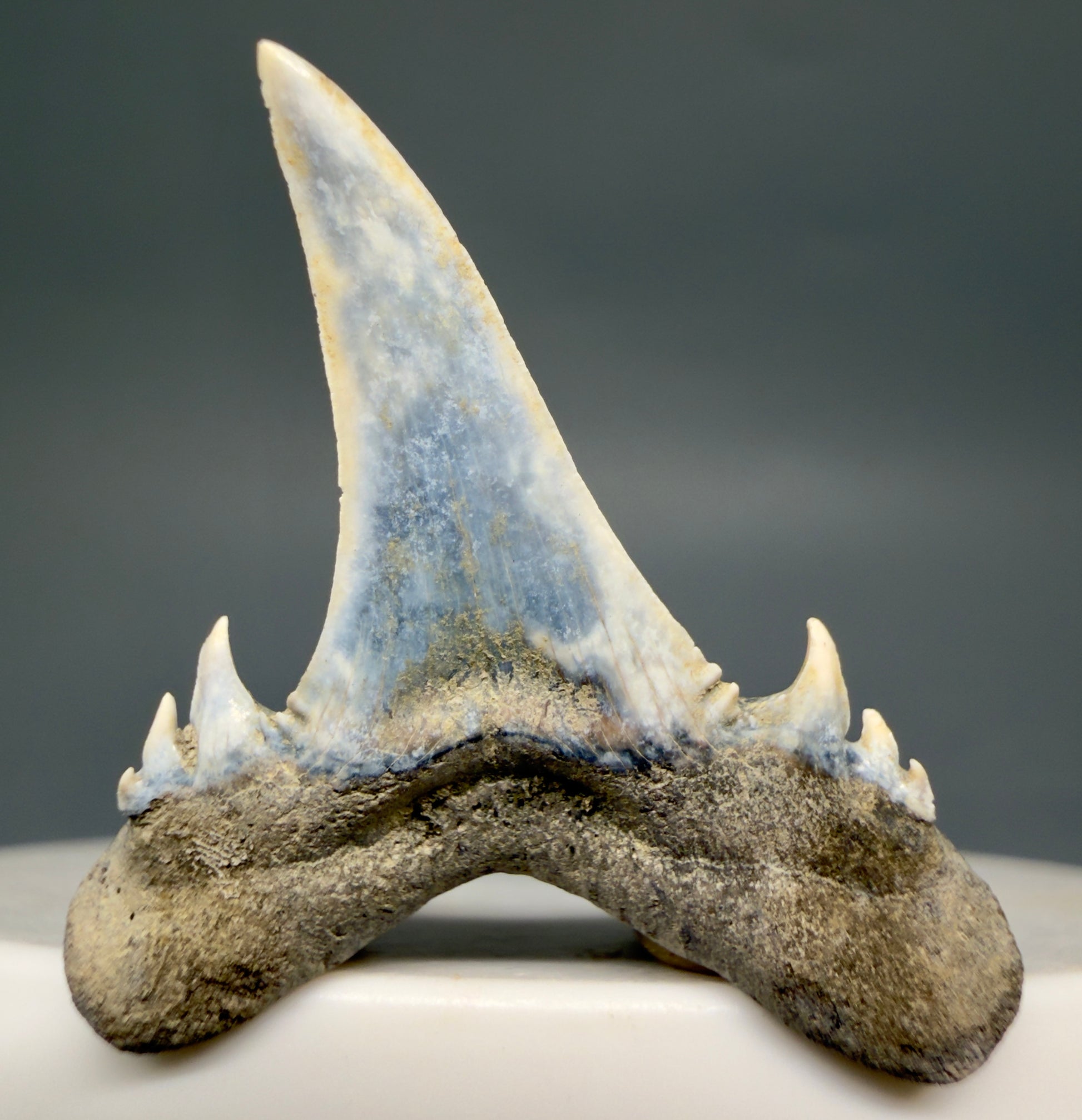 Back View Exquisite blue, triple cusped  1.30" Fossil Extinct Sand Tiger Shark tooth from Russia megalodonteeth.com R655