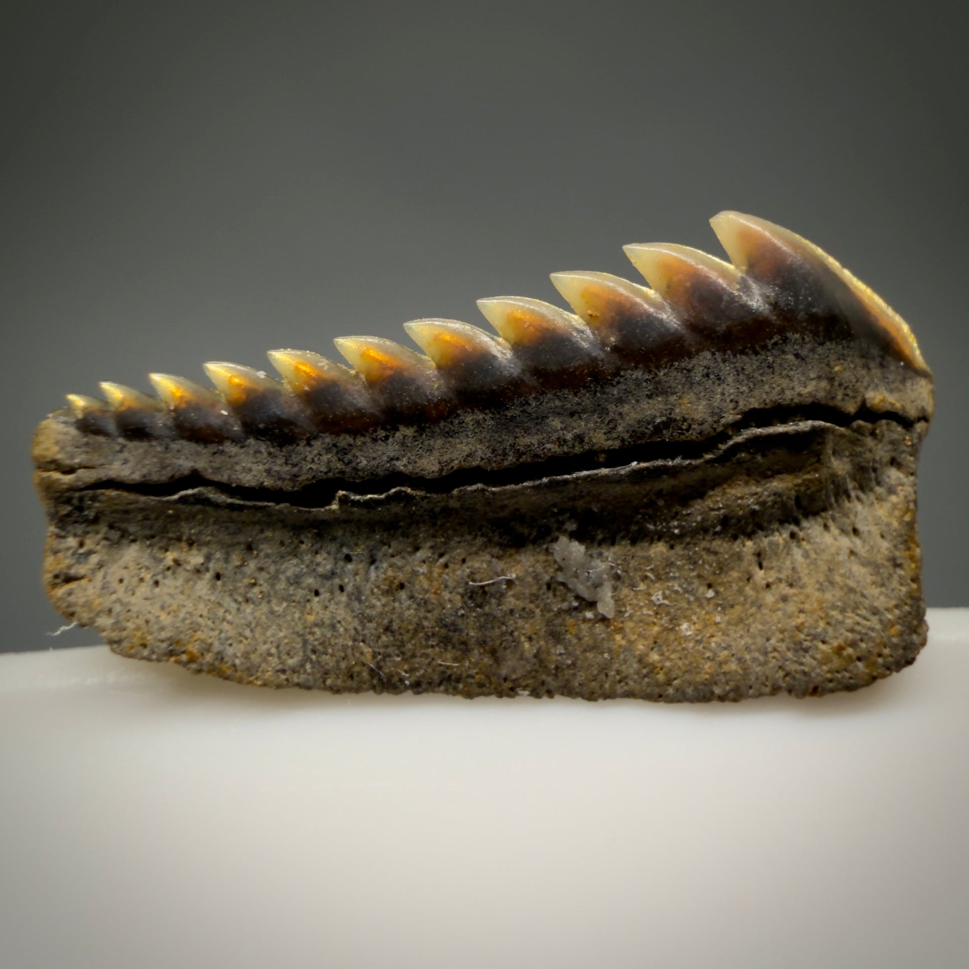 Back View Gorgeous 0.56" wide Fossil Hexanchus agassizi - Sixgill Cow Shark tooth from Harleyville, SC megalodonteeth.com R650 