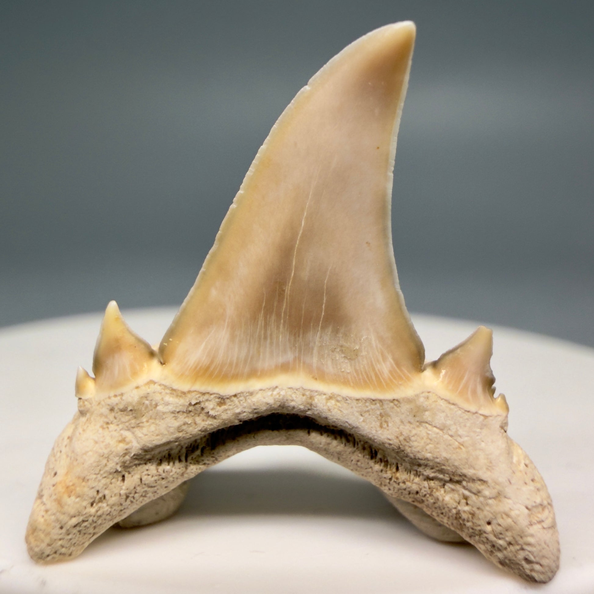 Back View Gorgeous 1.08" Fossil Serratolamna koerti - Extinct Mackerel Shark Tooth from Harleyville, SC megalodonteeth.com R648