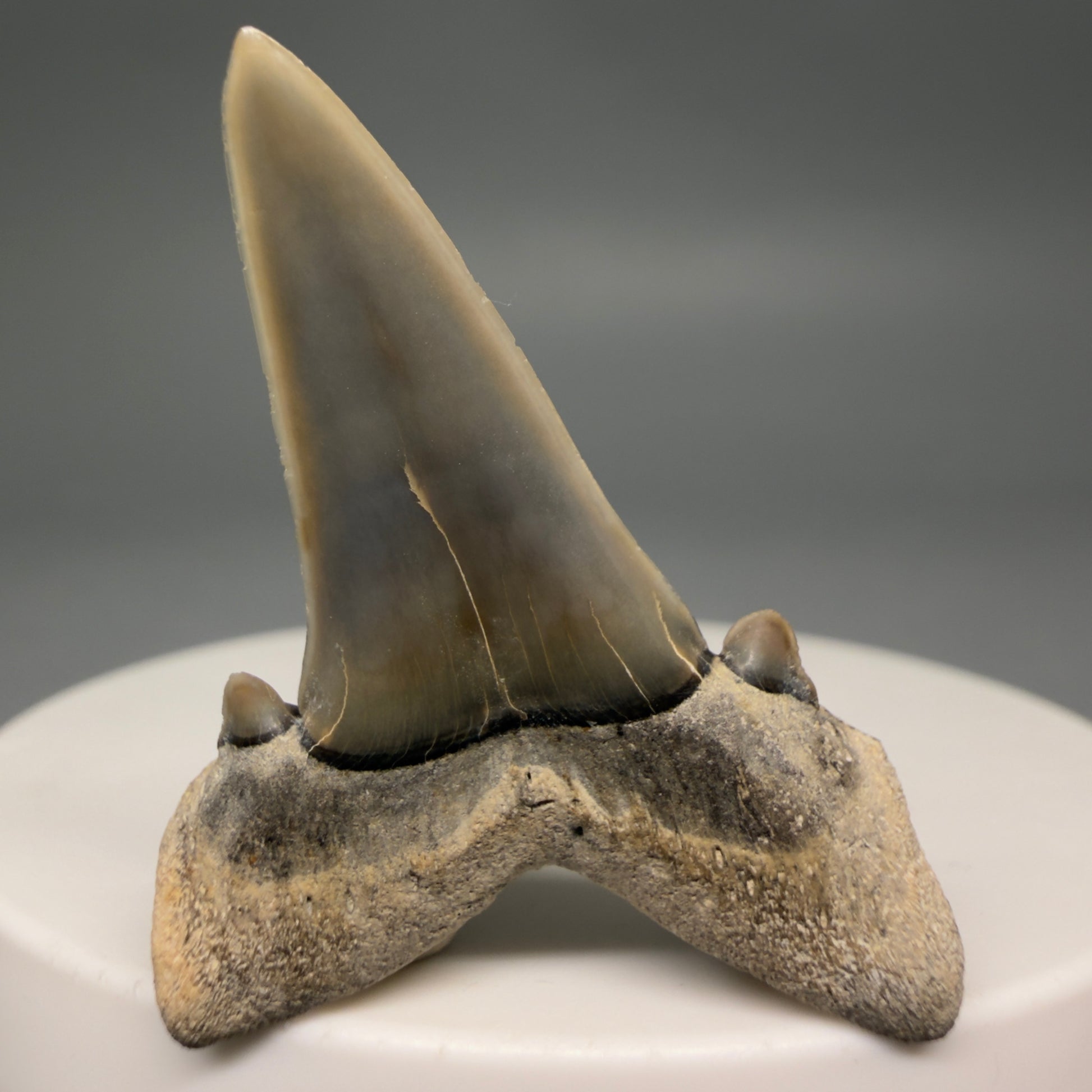 Back View Gorgeous 1.58" Fossil Striatolamia macrota - Extinct Sand Tiger Shark Tooth from Harleyville, SC megalodonteeth.com R646