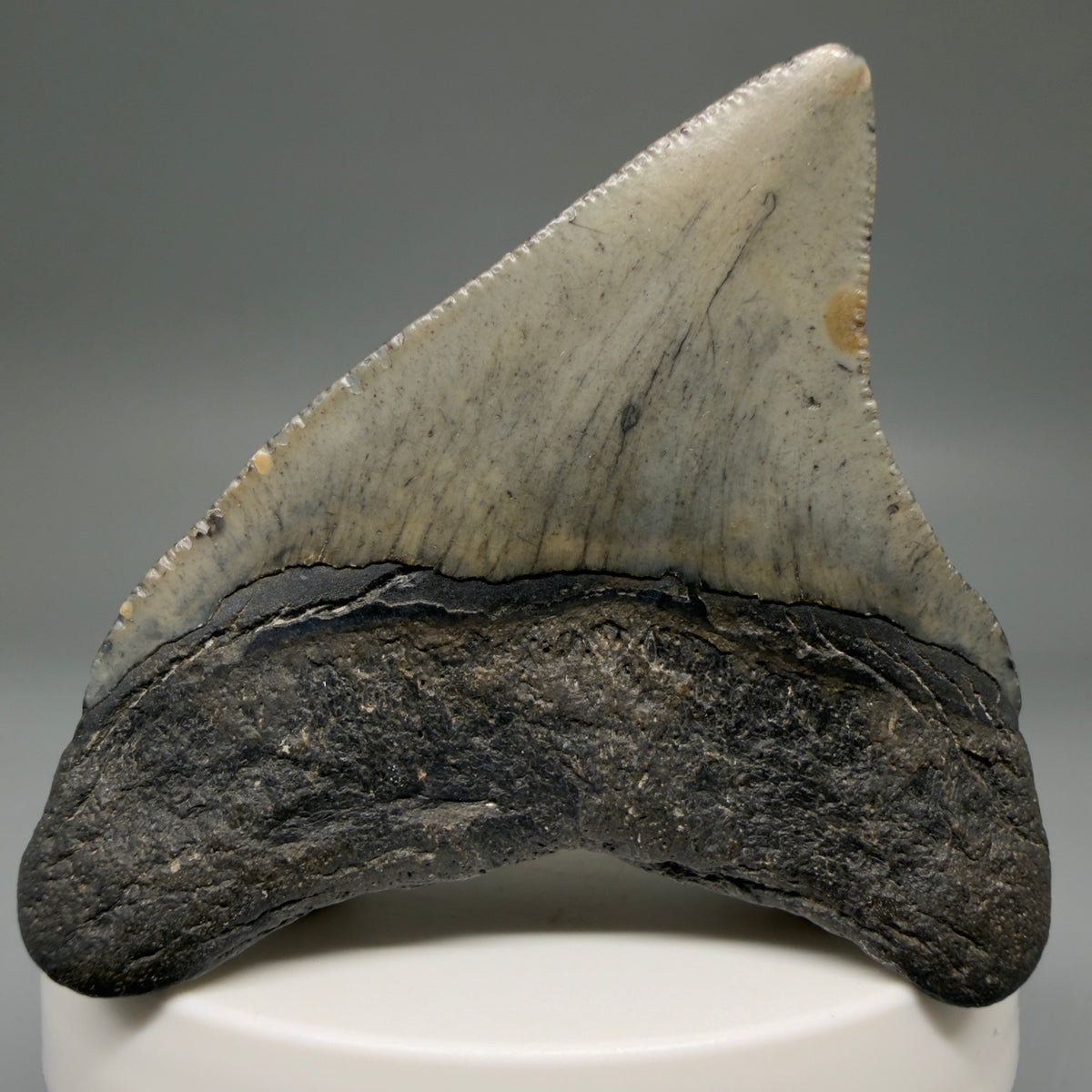 Back View Gorgeous 2.49" Colorful Fossil Megalodon Tooth – South Carolina River Find | Authentic megalodonteeth.com CM6738