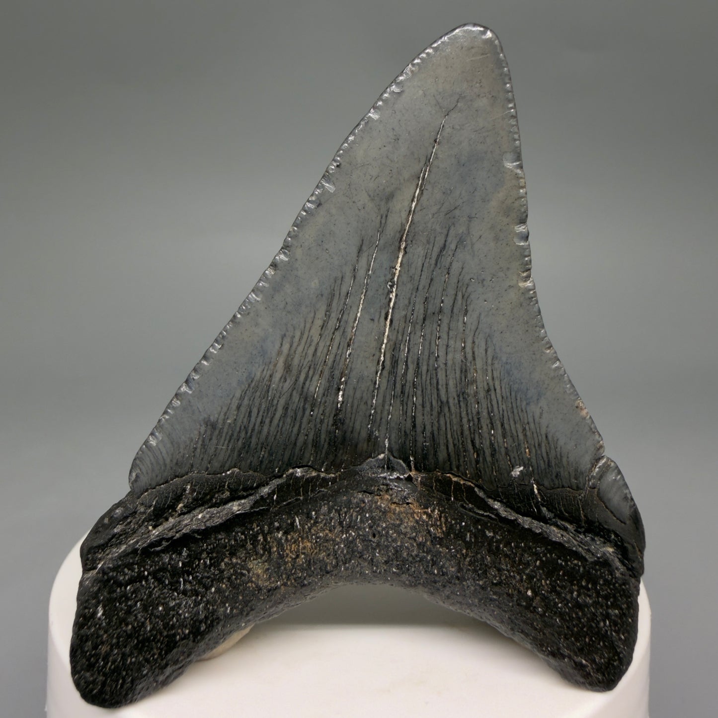 Back View Gorgeous 2.66" Colorful Fossil Megalodon Tooth – South Carolina River Find | Authentic CM6552