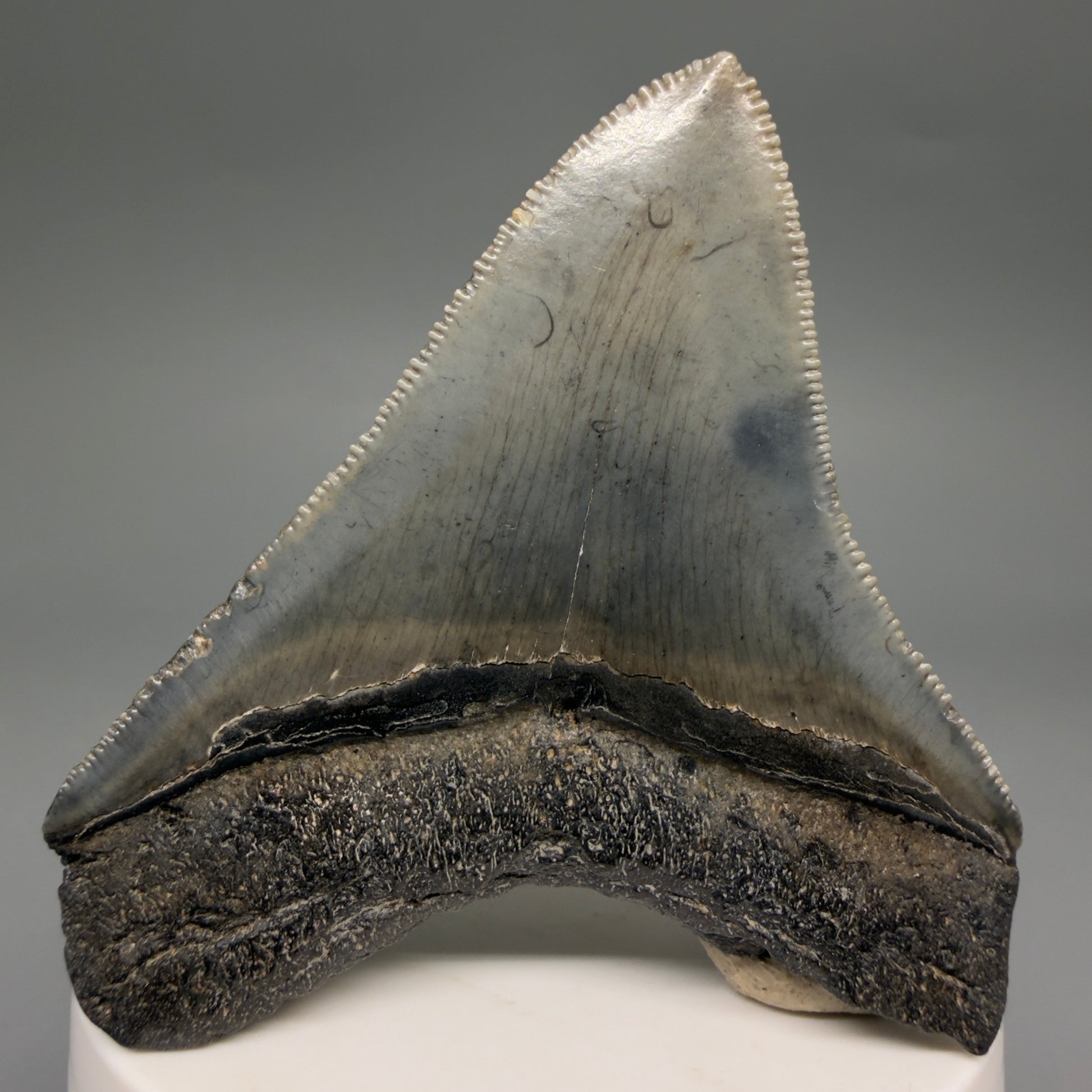 Back View Gorgeous 2.82" Colorful Fossil Megalodon Tooth – South Carolina River Find | Authentic megalodonteeth.com CM6554