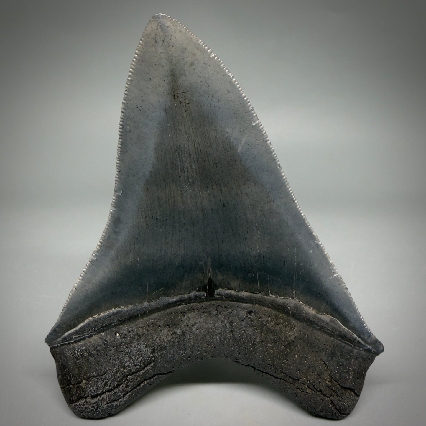 Back View Gorgeous 4.32" Fossil Megalodon Shark Tooth - Georgia - Collector's Quality megalodonteeth.com CM6604