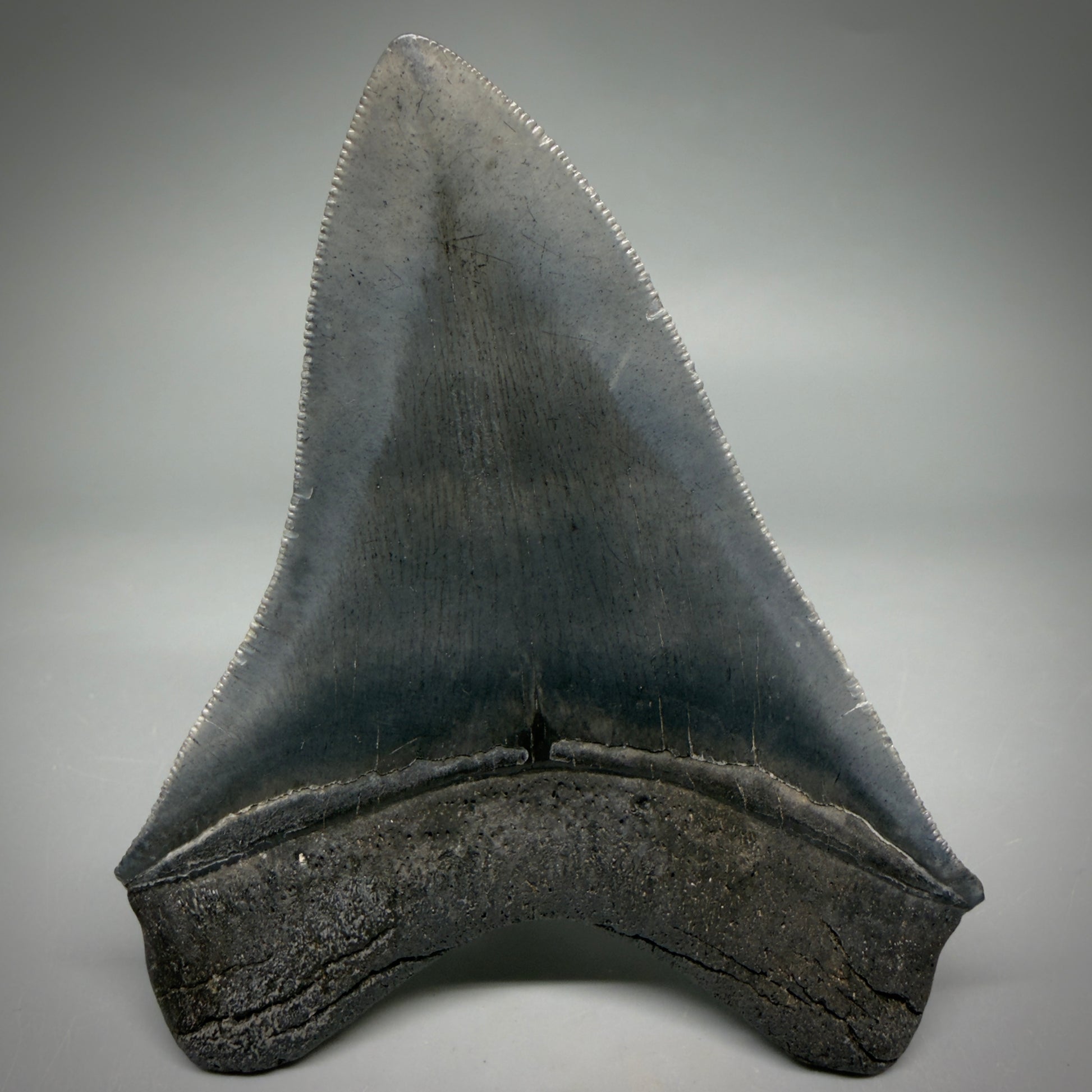 Back View Gorgeous 4.32" Fossil Megalodon Shark Tooth - Georgia - Collector's Quality megalodonteeth.com CM6604