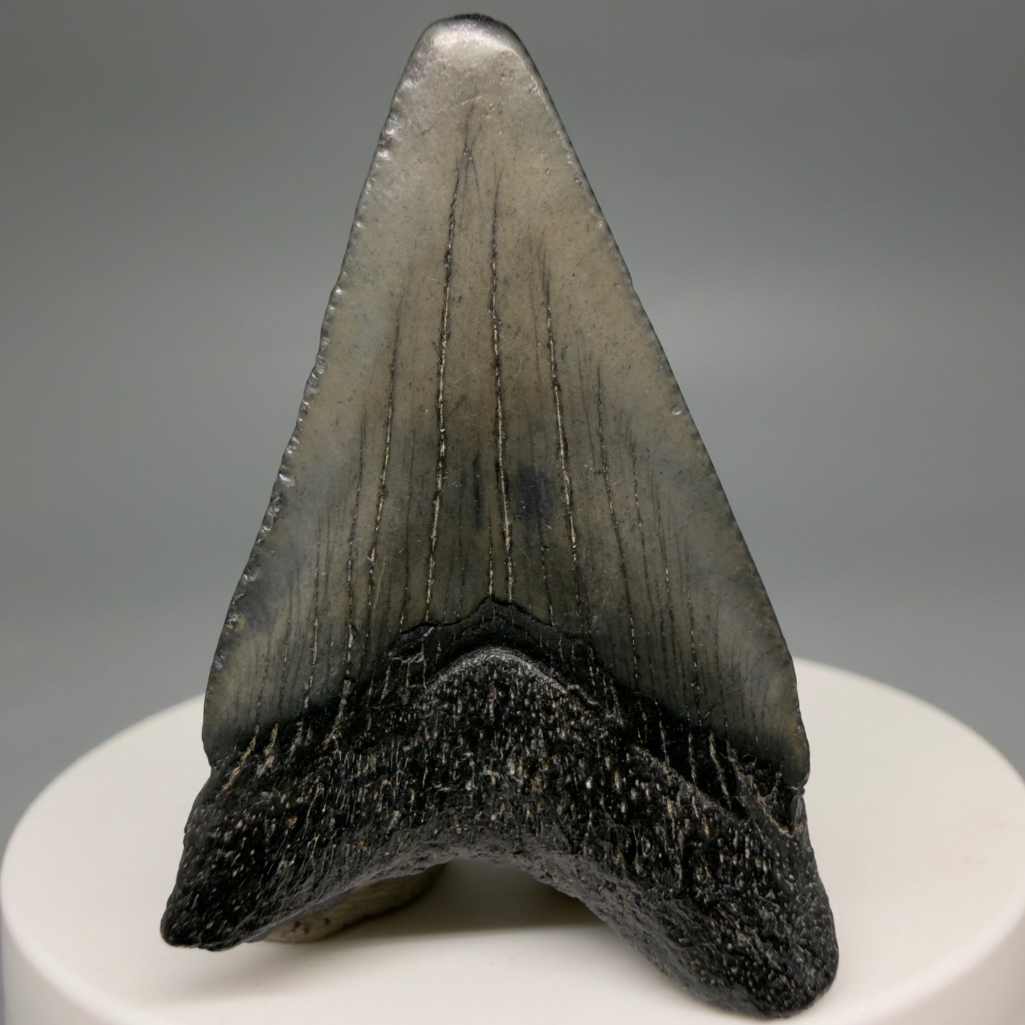 Back View Gorgeous, affordable 1.86" Colorful Fossil Megalodon Tooth – South Carolina River Find | Authentic megalodonteeth.com CM6539