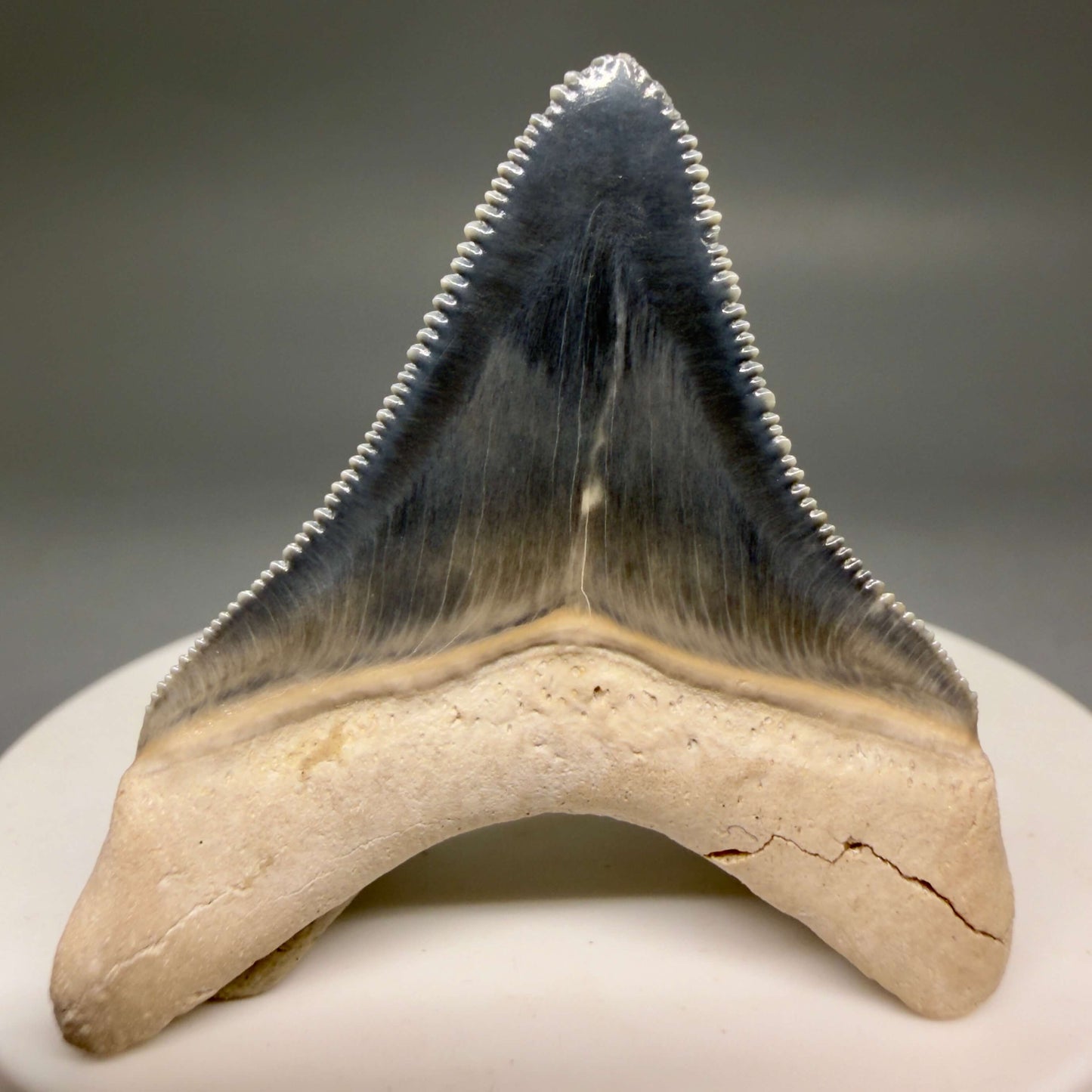 Back View Gorgeous blue, serrated 1.74" Fossil Megalodon Shark Tooth - Bone Valley, Florida megalodonteeth.com CM6675