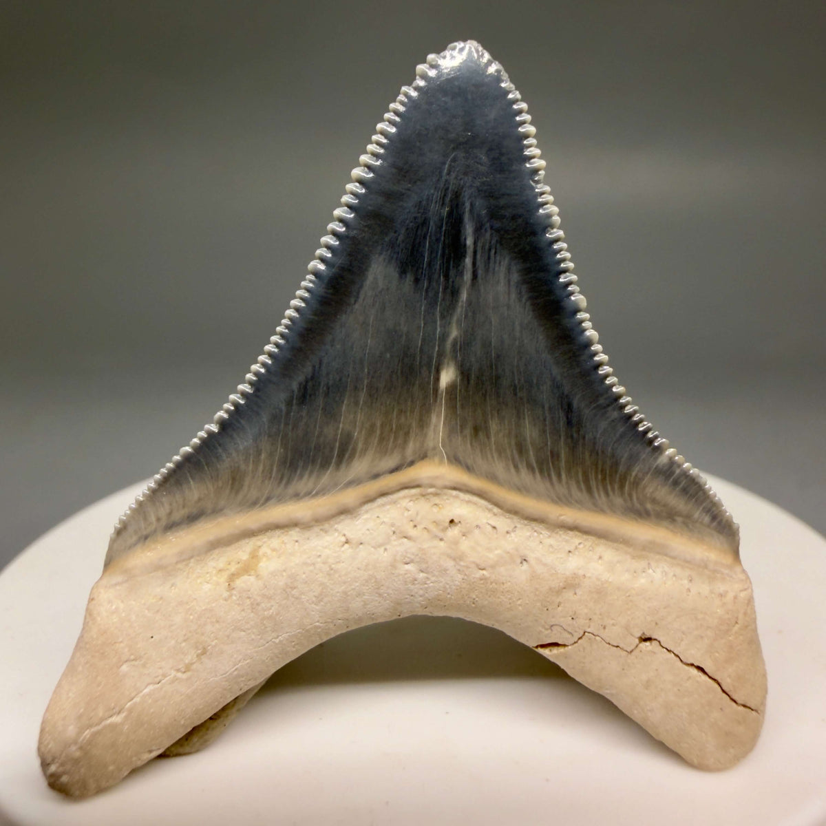 Back View Gorgeous blue, serrated 1.74" Fossil Megalodon Shark Tooth - Bone Valley, Florida megalodonteeth.com CM6675