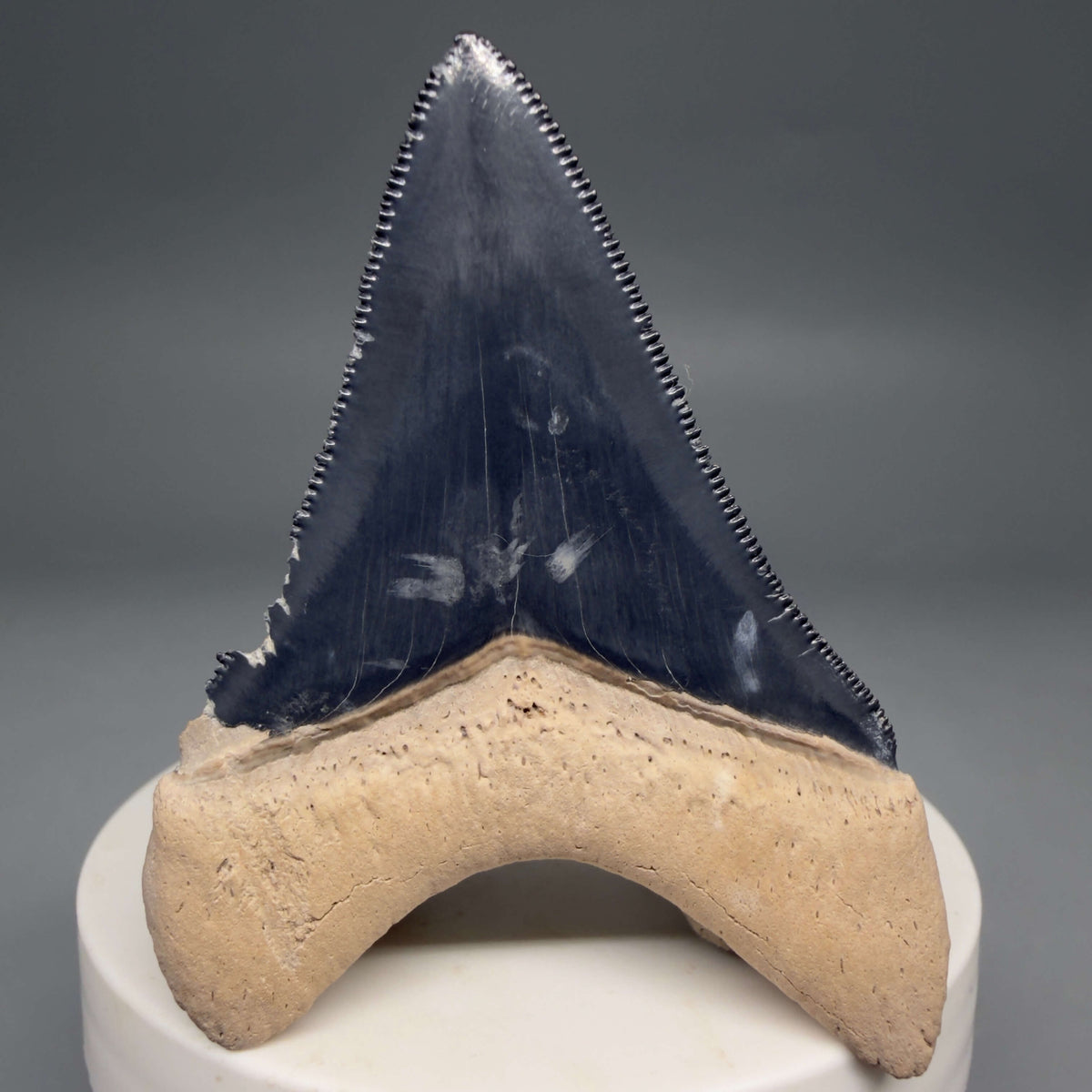 Back  View Gorgeous blue, serrated 2.47" Fossil Megalodon Shark Tooth - Bone Valley, Florida megalodonteeth.com CM6678