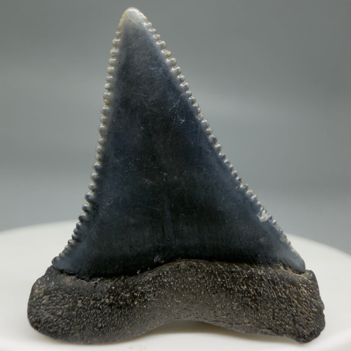 Back View Gorgeous colors and prints 1.31" Fossil Great White Shark Tooth - South Carolina megalodonteeth.com GW1384 