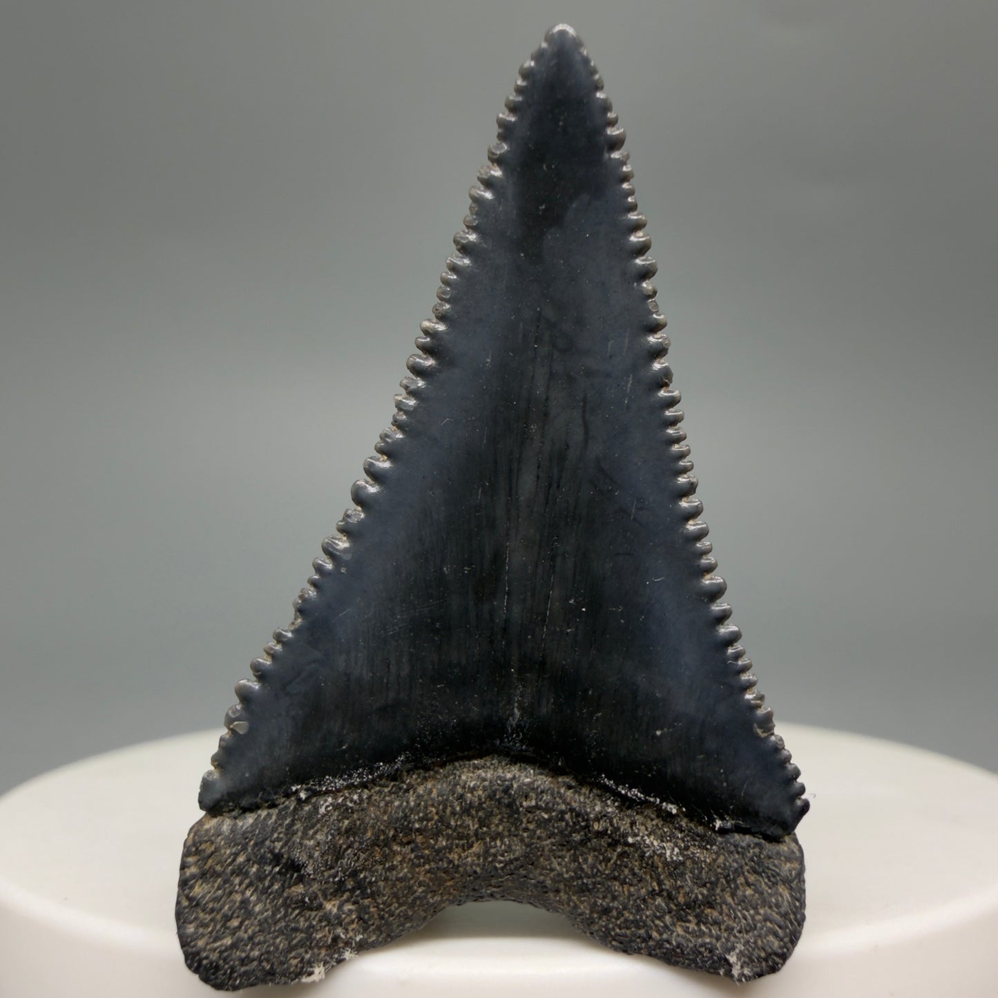 Back View Gorgeous colors and prints 1.50" Fossil Great White Shark Tooth - South Carolina GW1362