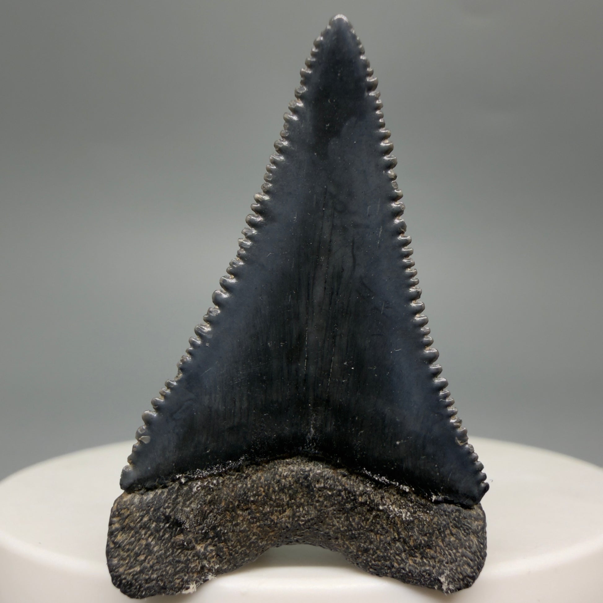 Back View Gorgeous colors and prints 1.50" Fossil Great White Shark Tooth - South Carolina GW1362