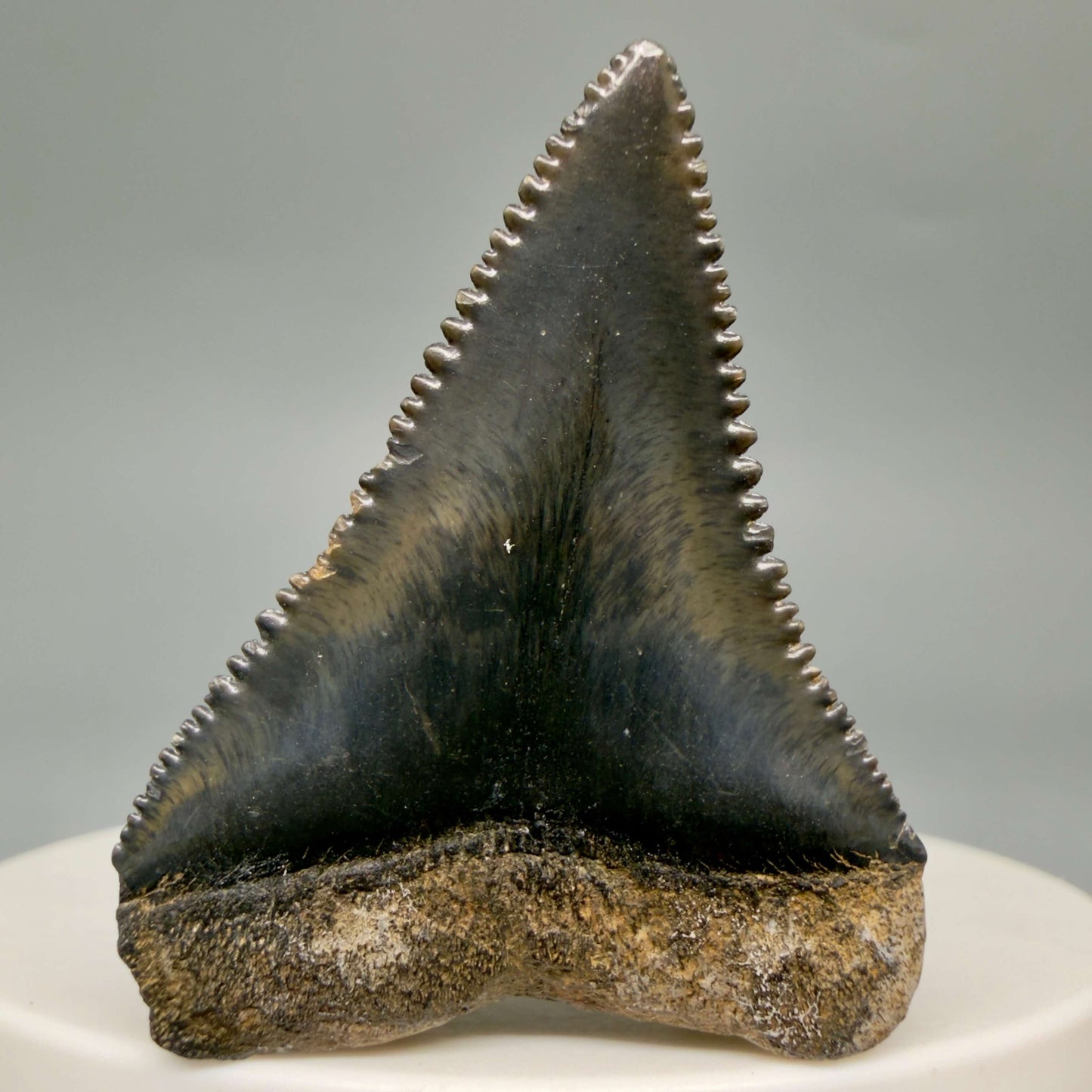 Back View Gorgeous colors and prints 1.57" Fossil Great White Shark Tooth - South Carolina GW1364