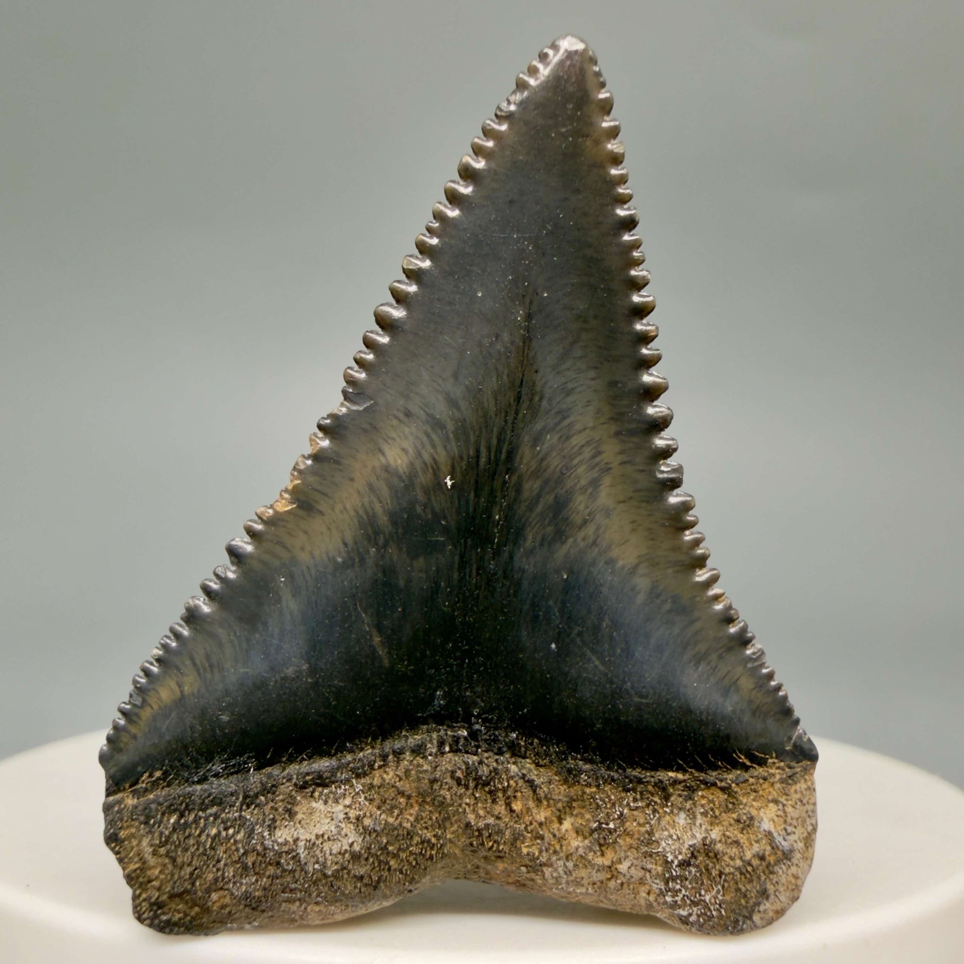 Back View Gorgeous colors and prints 1.57" Fossil Great White Shark Tooth - South Carolina GW1364