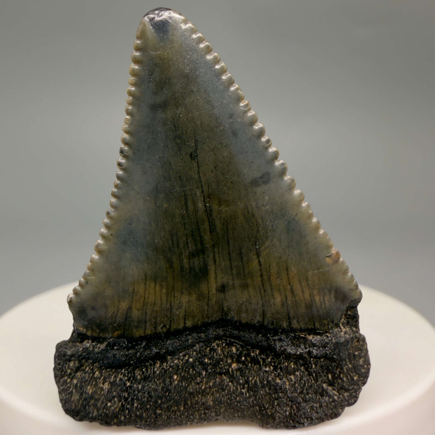 Back View Gorgeous colors and prints 1.63" Fossil Great White Shark Tooth - South Carolina GW1365