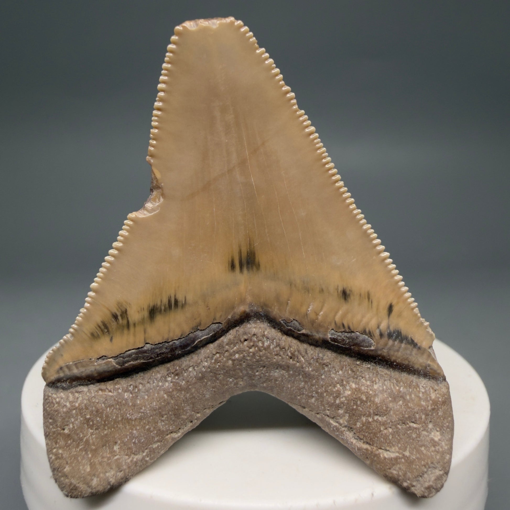 Back View Gorgeous heart-shaped, serrated 2.13" Fossil Megalodon Shark Tooth - Bone Valley, Florida megalodonteeth.com CM6676