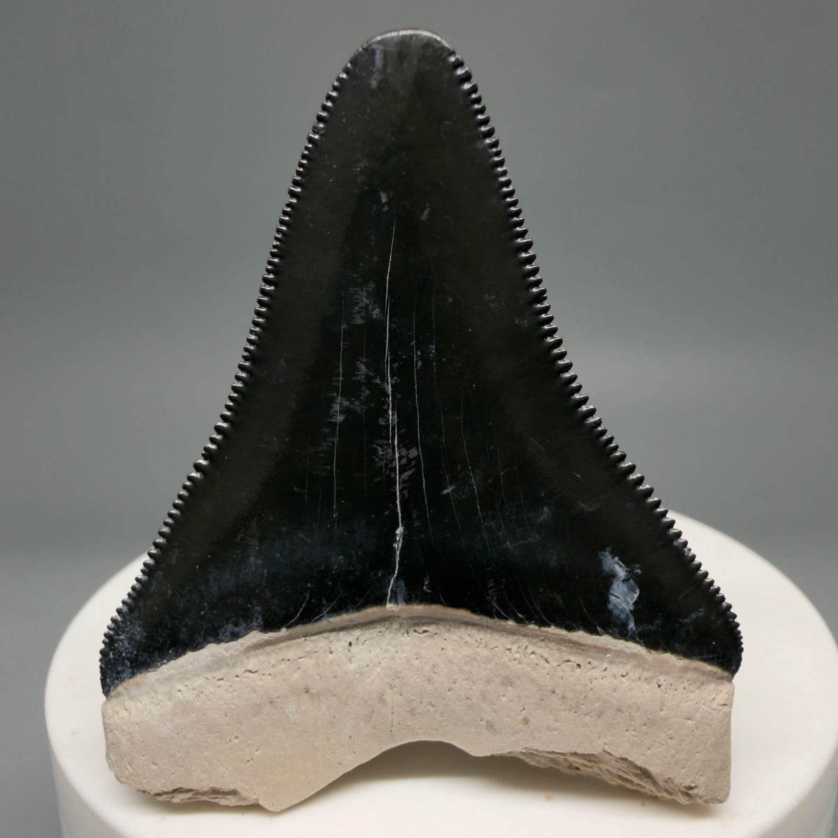 Back View Gorgeous, serrated 2.00" Fossil Megalodon Shark Tooth - Bone Valley, Florida mealodonteeth.com CM6677 