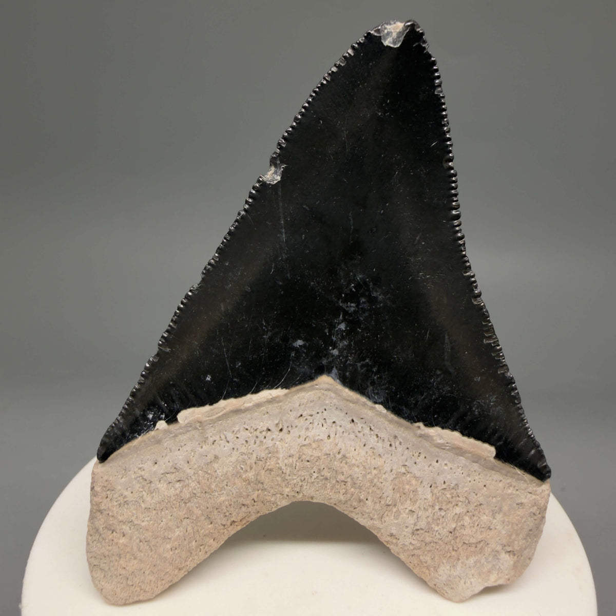 Back View Gorgeous, serrated 2.86" Fossil Megalodon Shark Tooth - Bone Valley, Florida megalodonteeth.com CM6679 