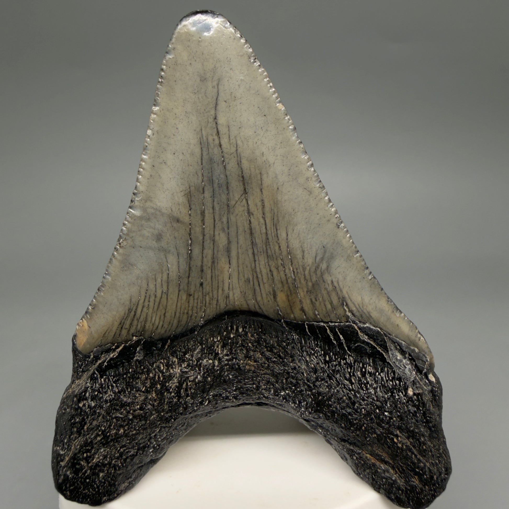 Back View Great Shape 3.03" Megalodon Tooth from South Carolina megalodonteeth.com CM6555 