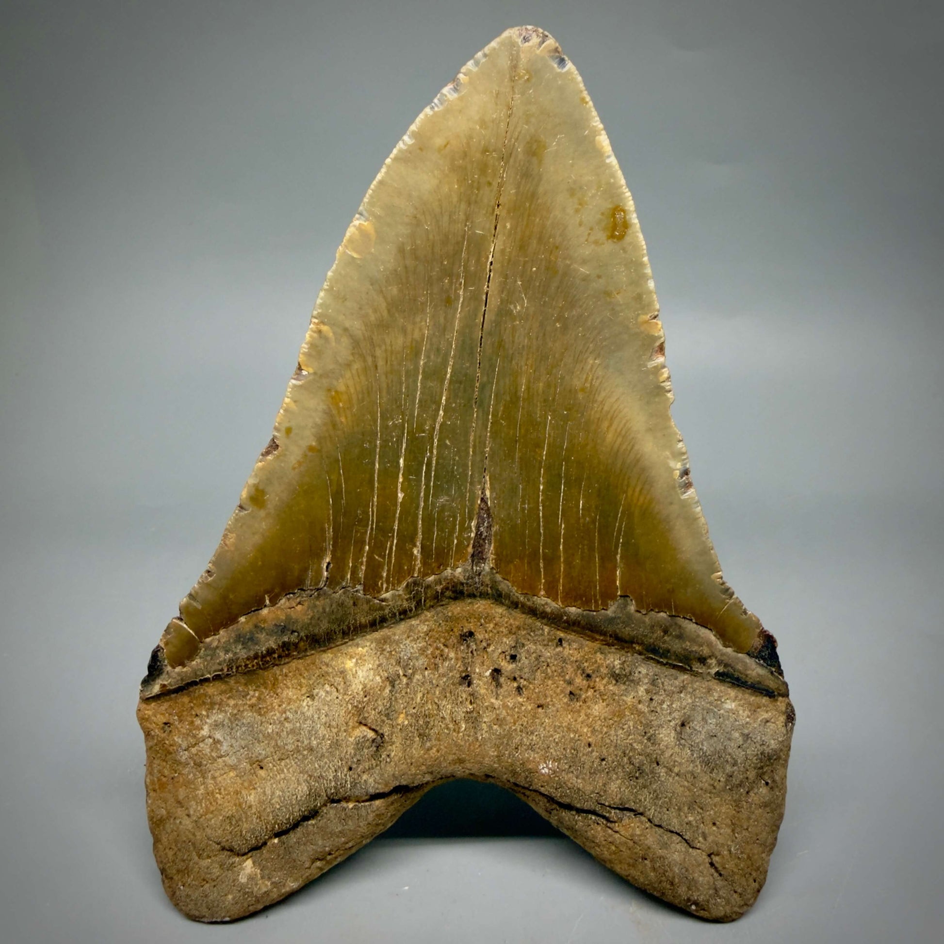Back  View HUGE Lower 6.08" Fossil Megalodon Shark Tooth - Wilmington North Carolina CM6449