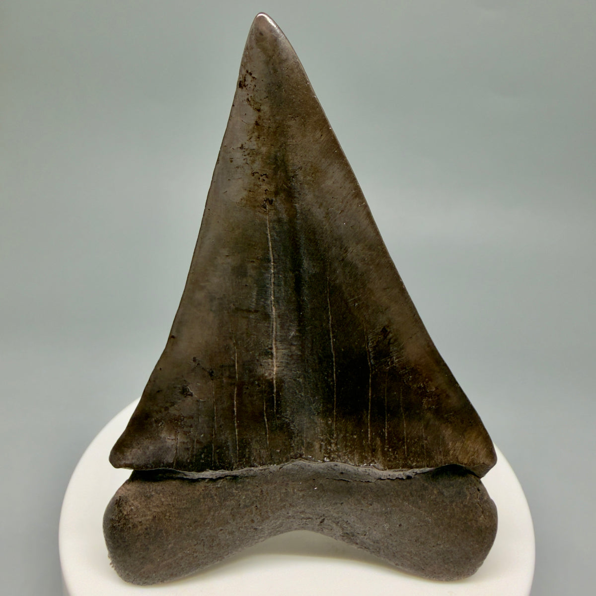 Back View HUGE, XL 3.00" Fossil Extinct Mako - Isurus hastalis Tooth from Saint Mary's River, Georgia M630 
